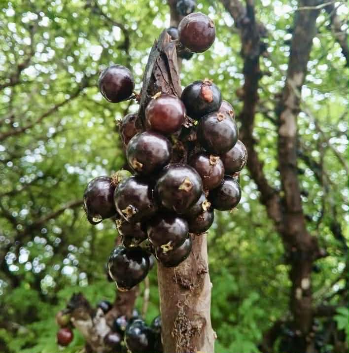 Pre Order - Plinia sp Lagoa black -  1 fresh seed / 1 frischer Samen