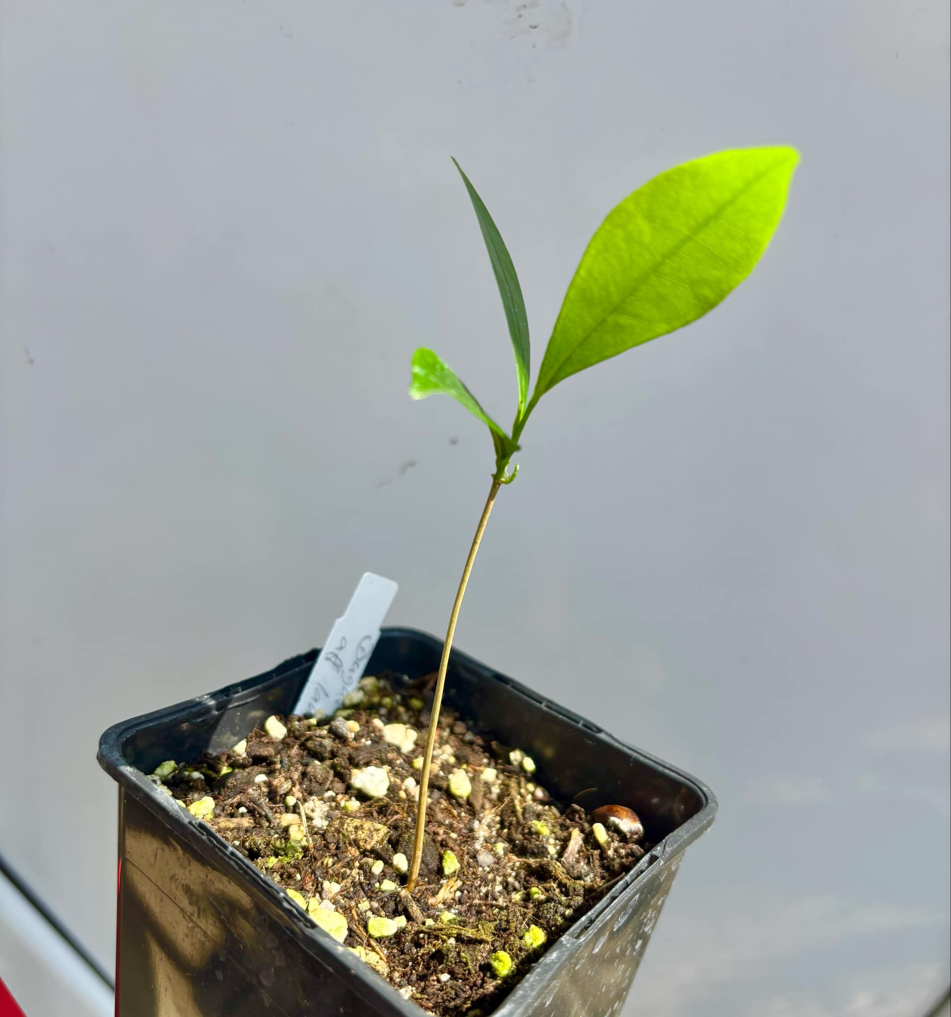 Duguetia aff. lanceolata - Pindauva Roxa -   1 potted plant / 1 getopfte Pflanze 