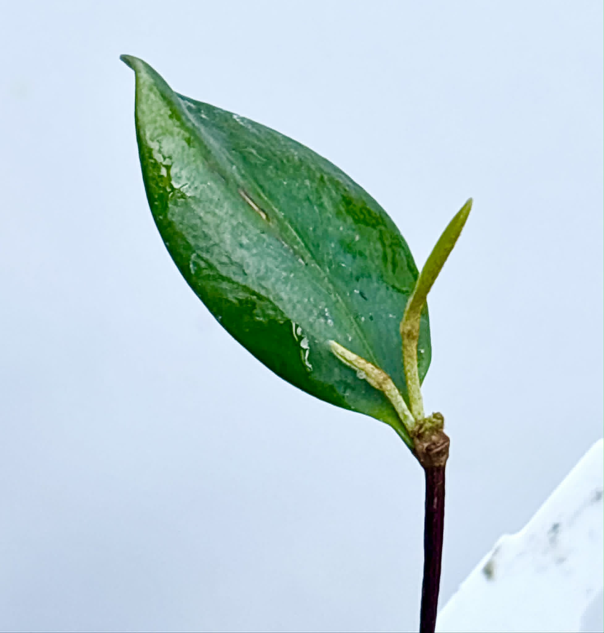 Micropholis sp Negro de Cabo  -  1 potted seedling / 1 getopfter Sämling