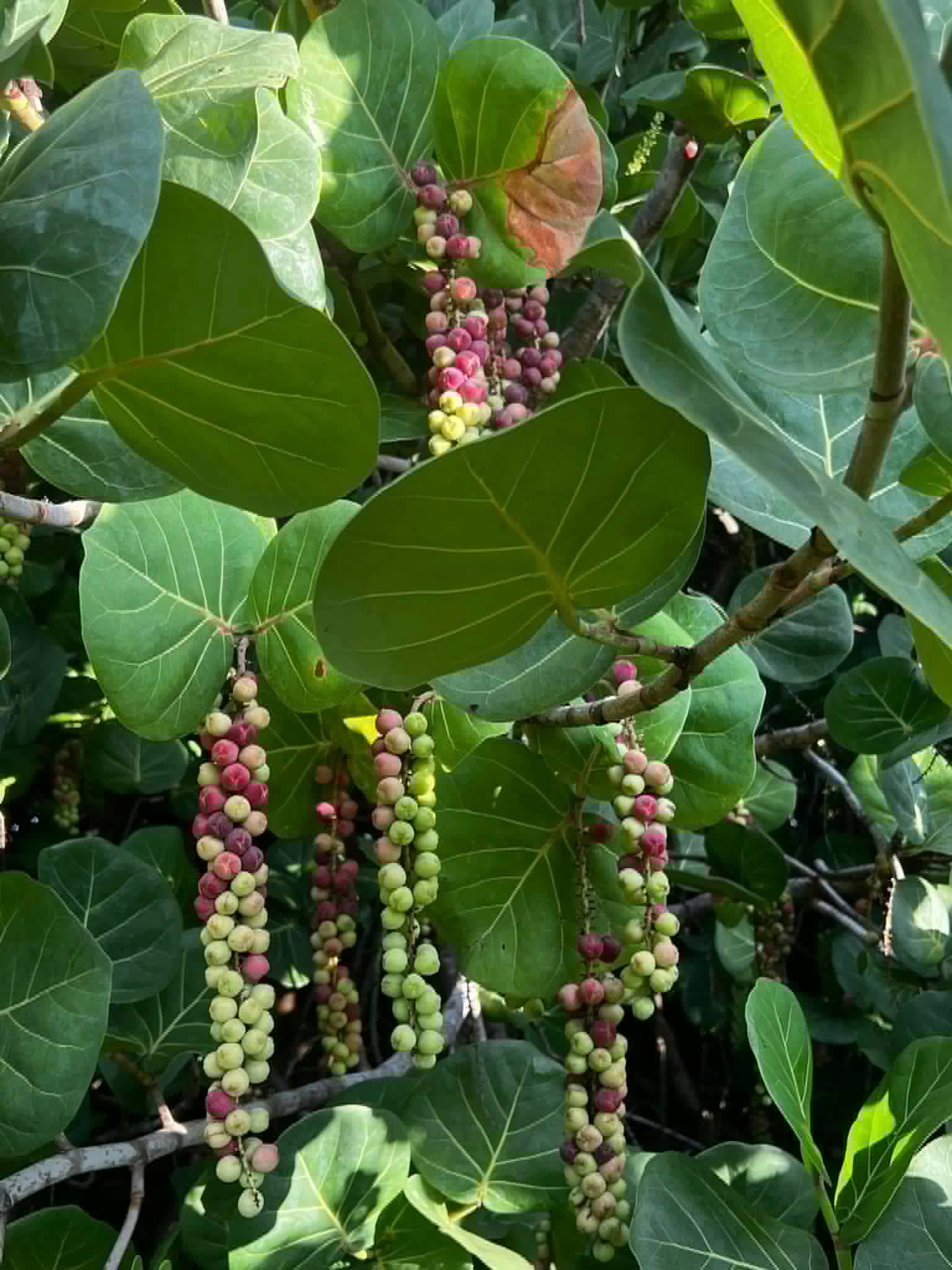 Sea Grape (Coccoloba uvifera)  -  3 fresh seeds / 3 frische Samen