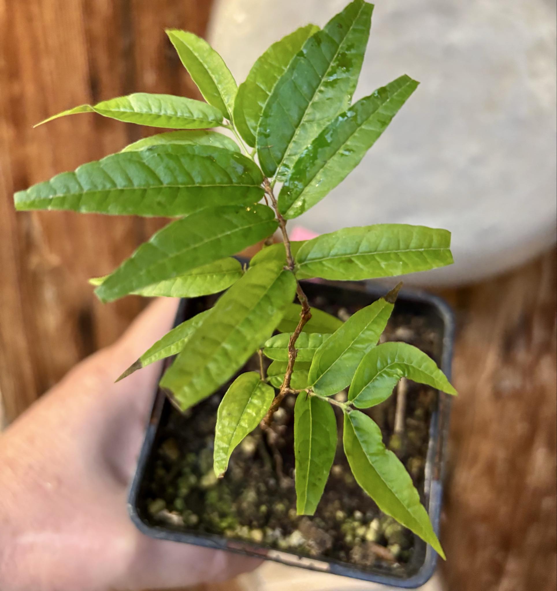 Plinia spiritosantensis var. Mucuri Velvet - 1 potted plant/ 1 getopfte Pflanze