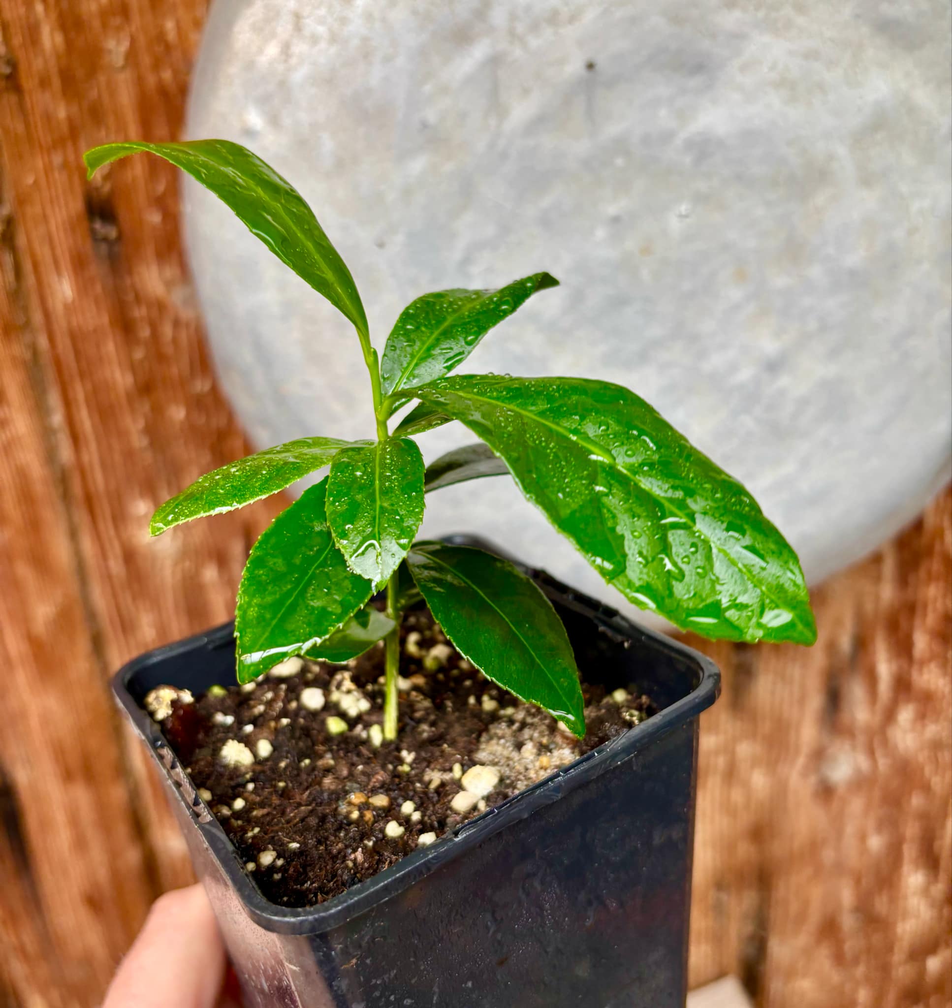 Siphonodon celastrineus  - 1 potted plant / 1 getopfte Pflanze