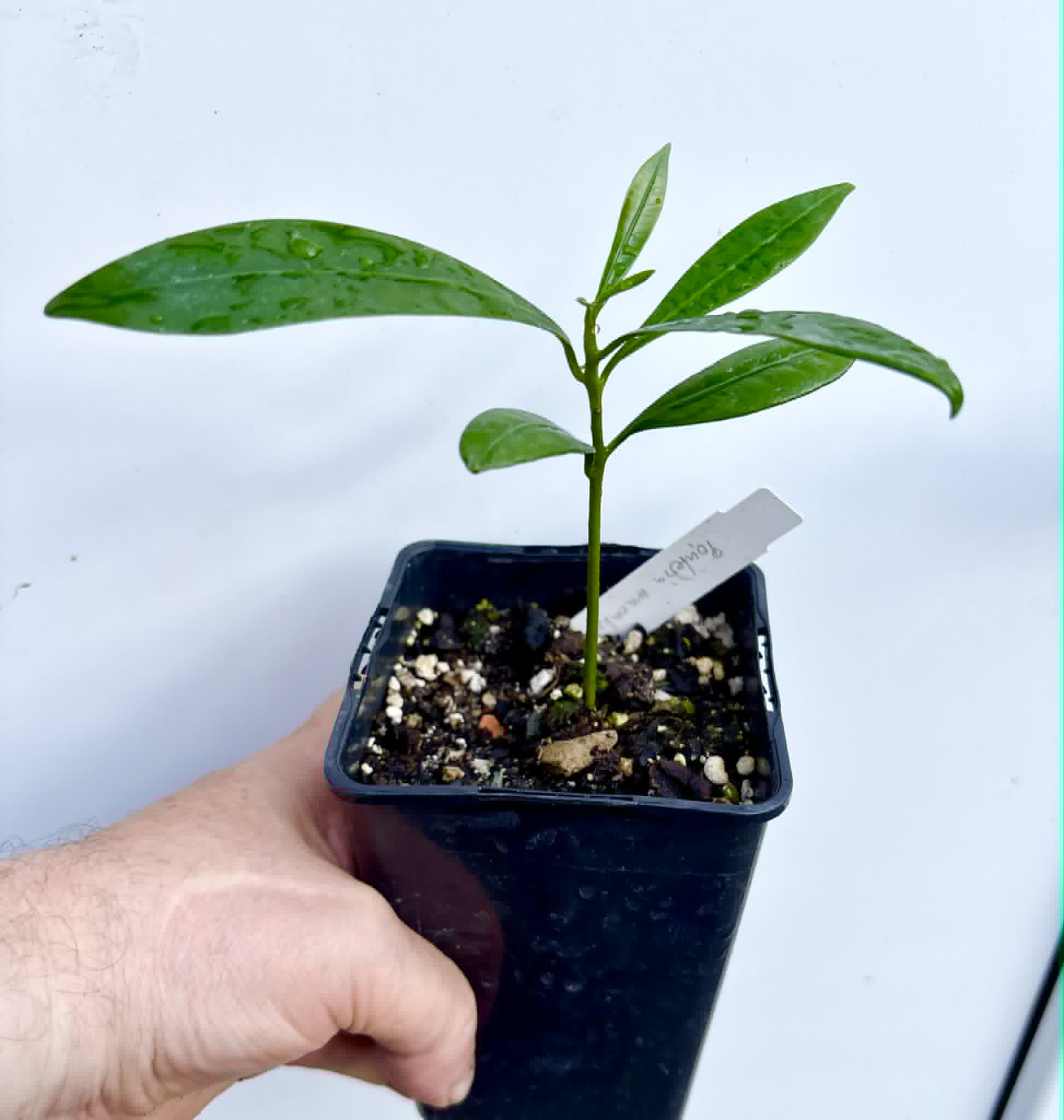 Pouteria macahensis - 1 potted seedling / 1 getopfter Sämling
