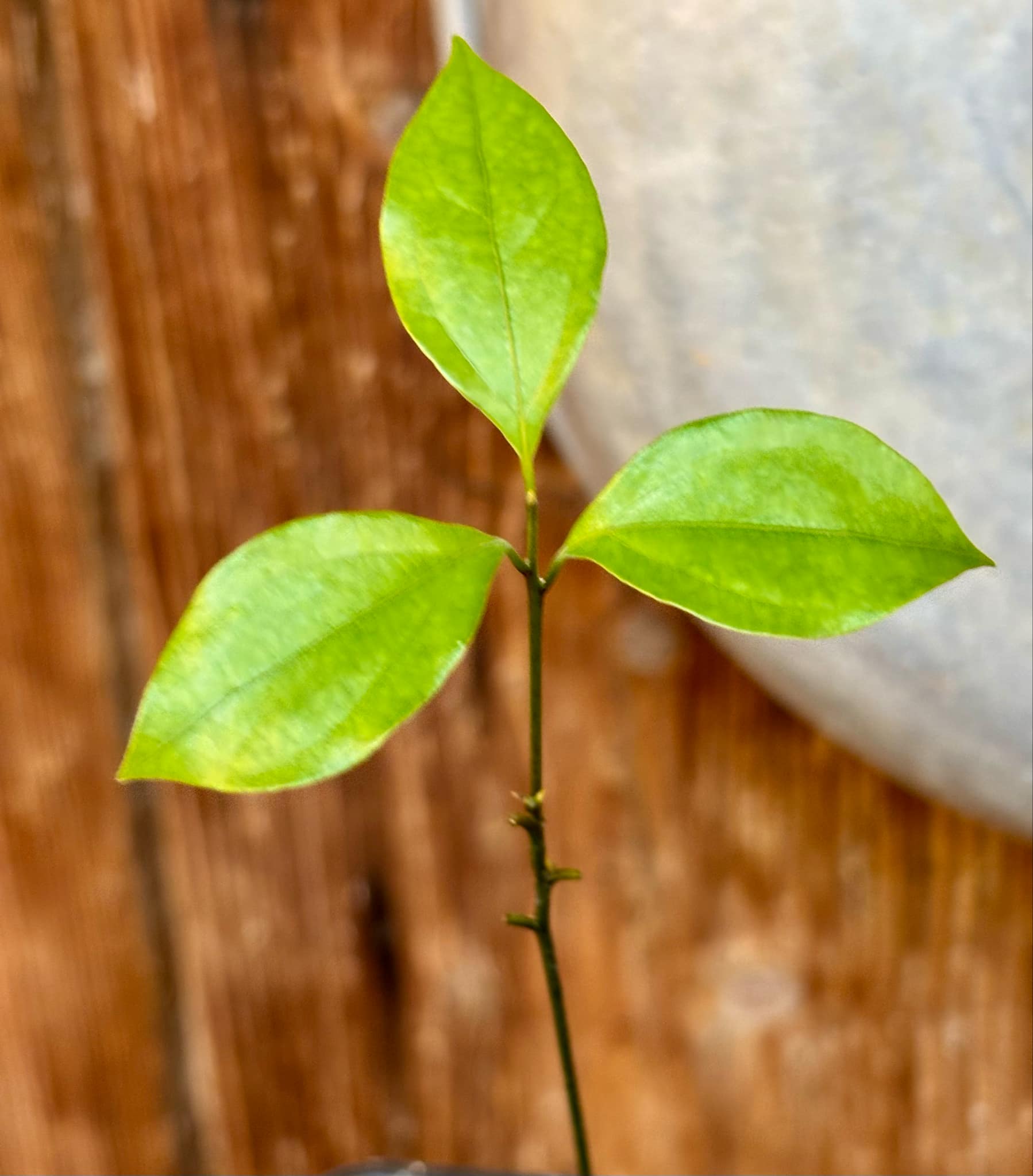 ZIMT - True Cinnamon (Cinnamomum verum) -  1 potted plant / 1 getopfte Pflanze 
