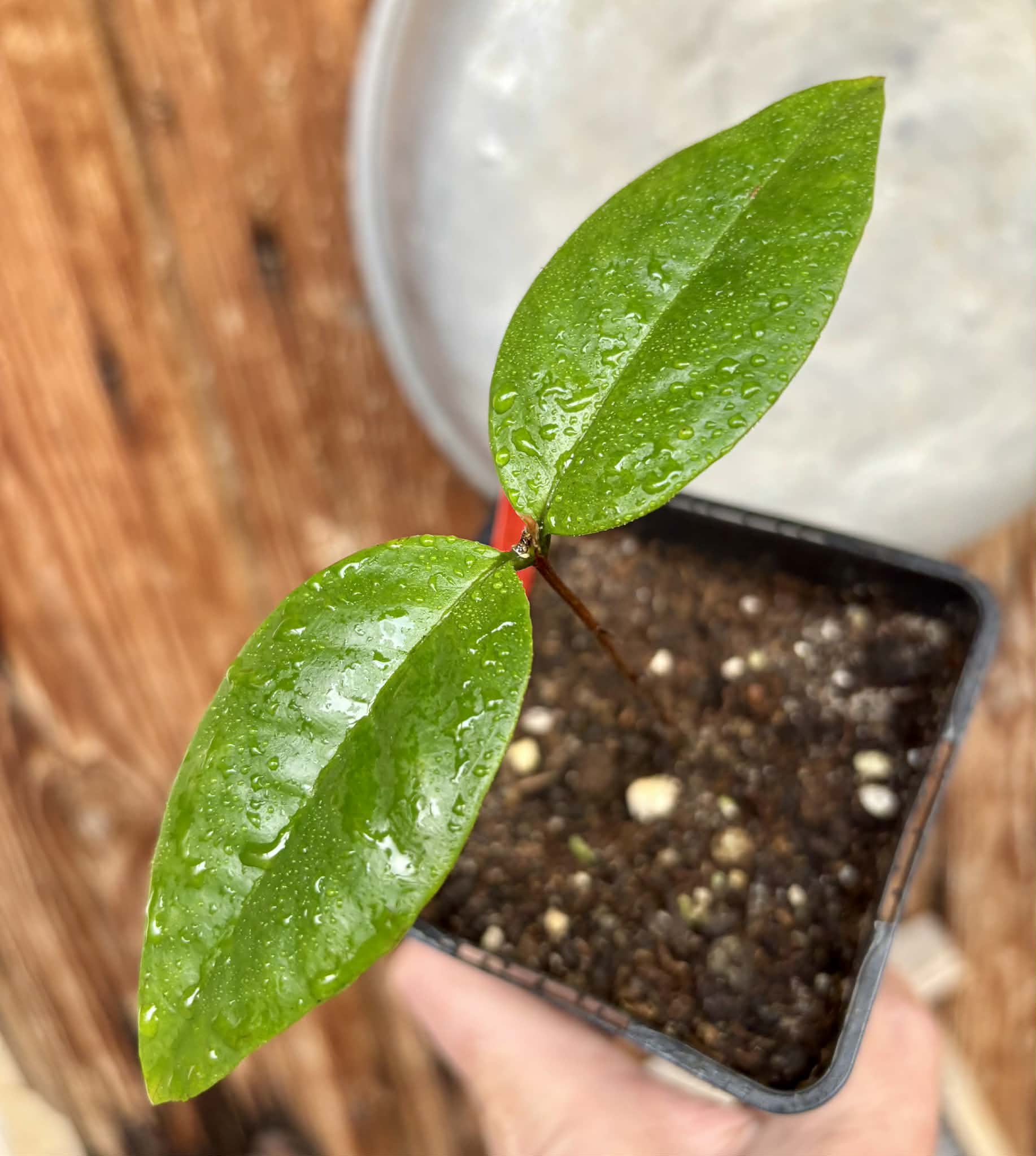 Eugenia sp Ametista - 1 potted seedling / 1 getopfter Sämling