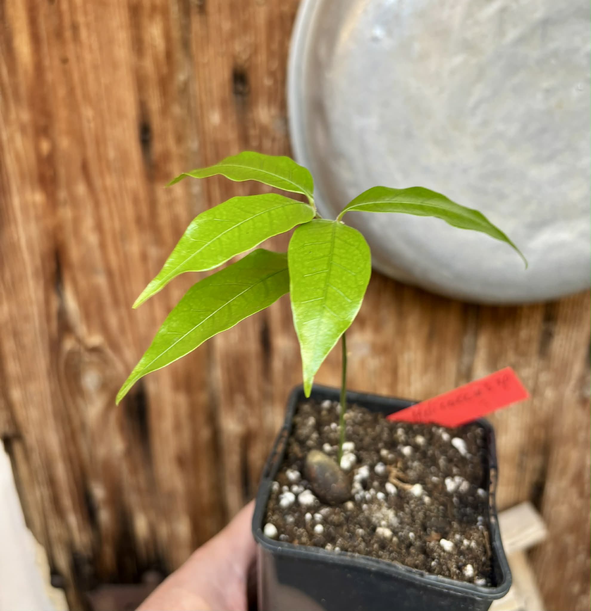 Melicoccus sp Bahia - 1 potted seedling / 1 getopfter Sämling