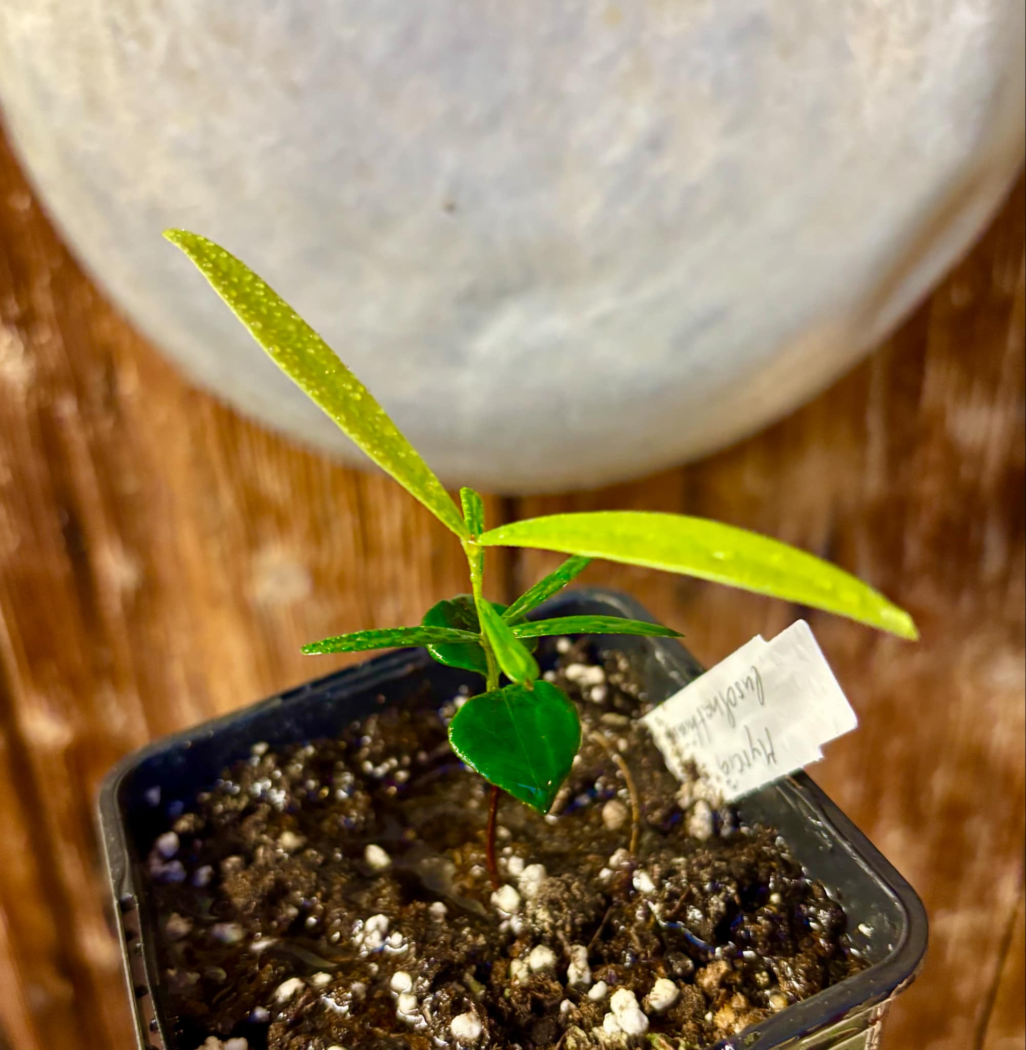 Myrcia luschnathiana -  1 small potted seedling / 1 kleiner, getopfter Sämling