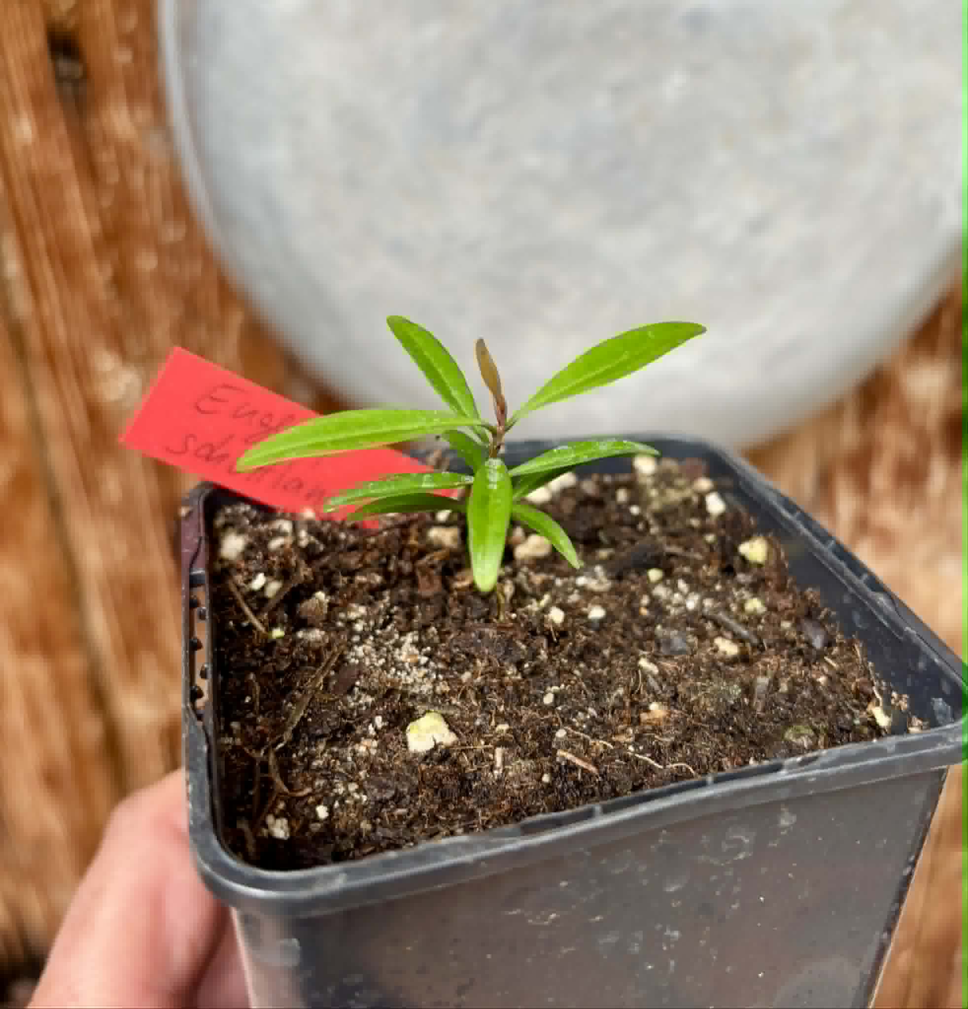 Eugenia schottiana -  1 small potted seedling / 1 kleiner, getopfter Sämling