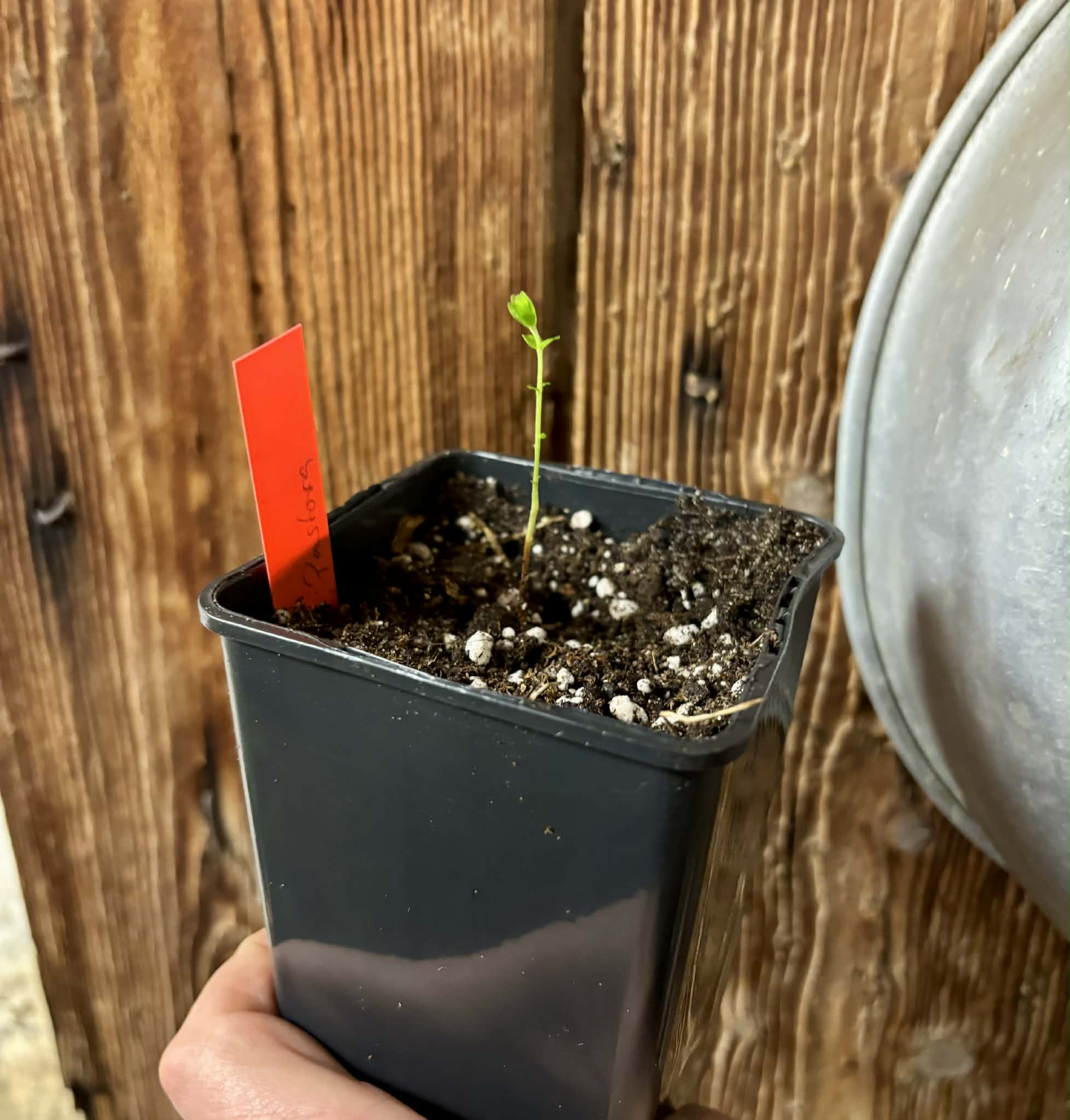 Myrciaria sp Pastora - 1 potted seedling / 1 getopfter Sämling