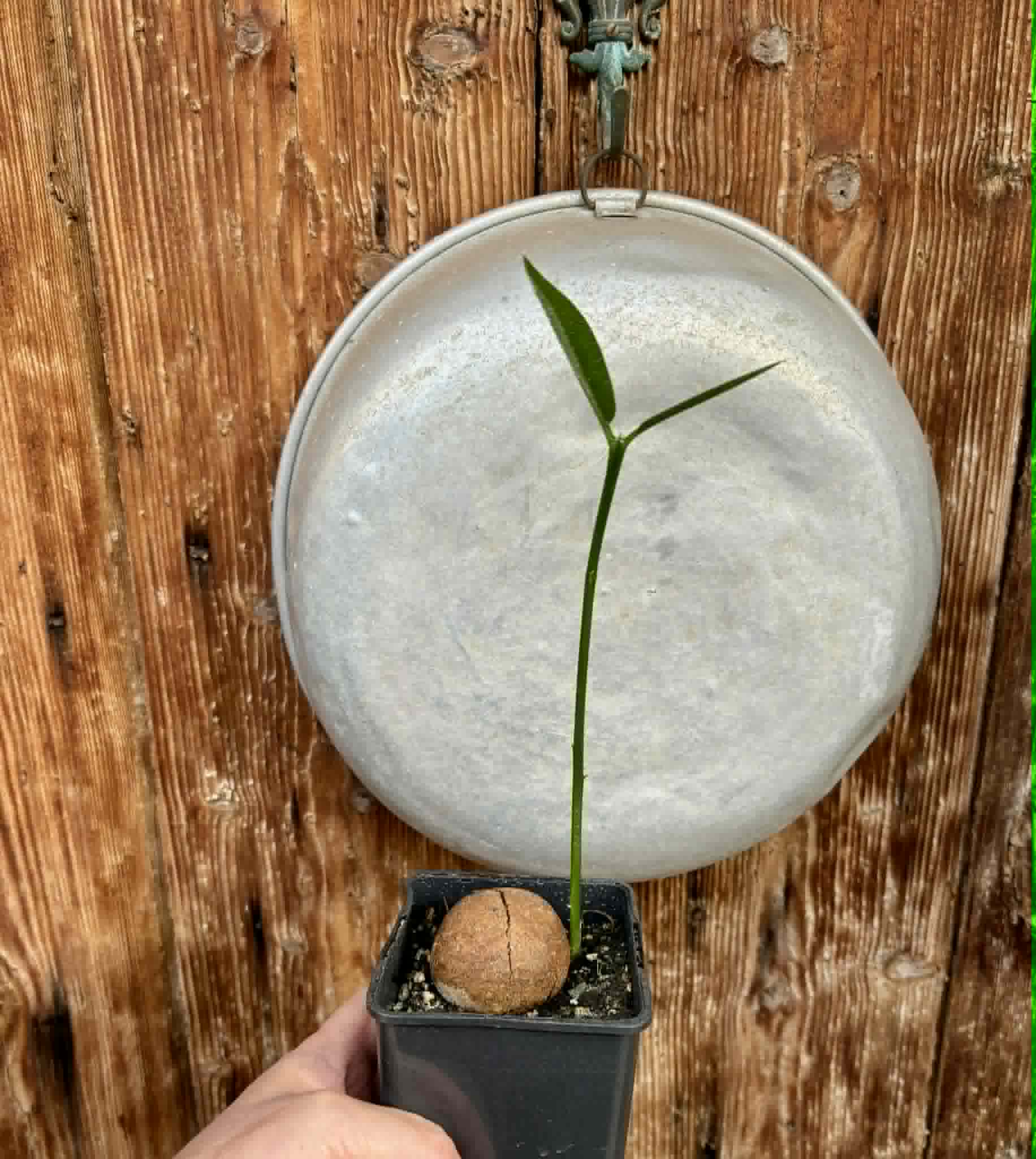 Eugenia sp BIG Conduru -  1 potted plant / 1 getopfte Pflanze