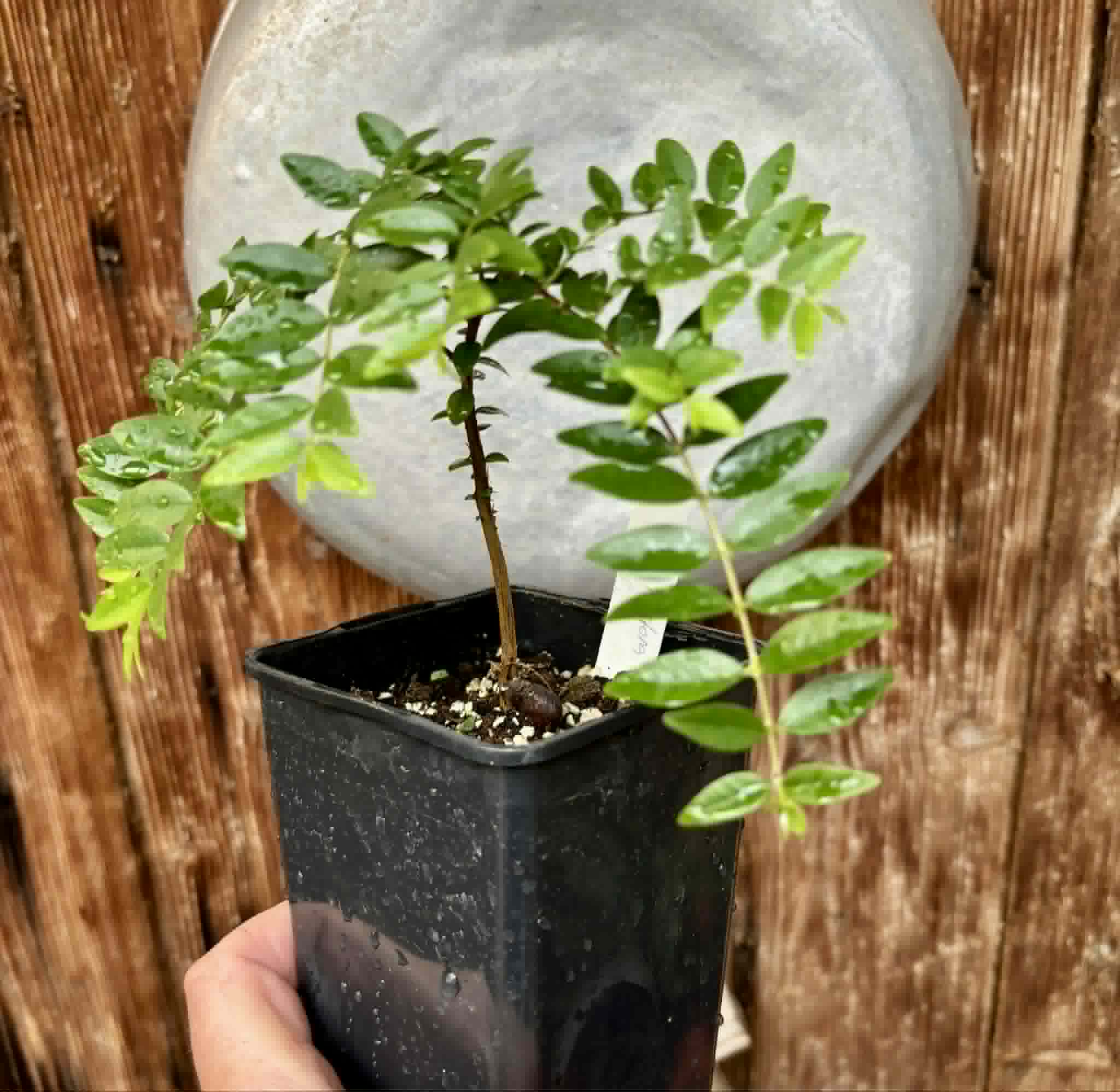 Myrciaria sp Pastora - 1 potted seedling / 1 getopfter Sämling