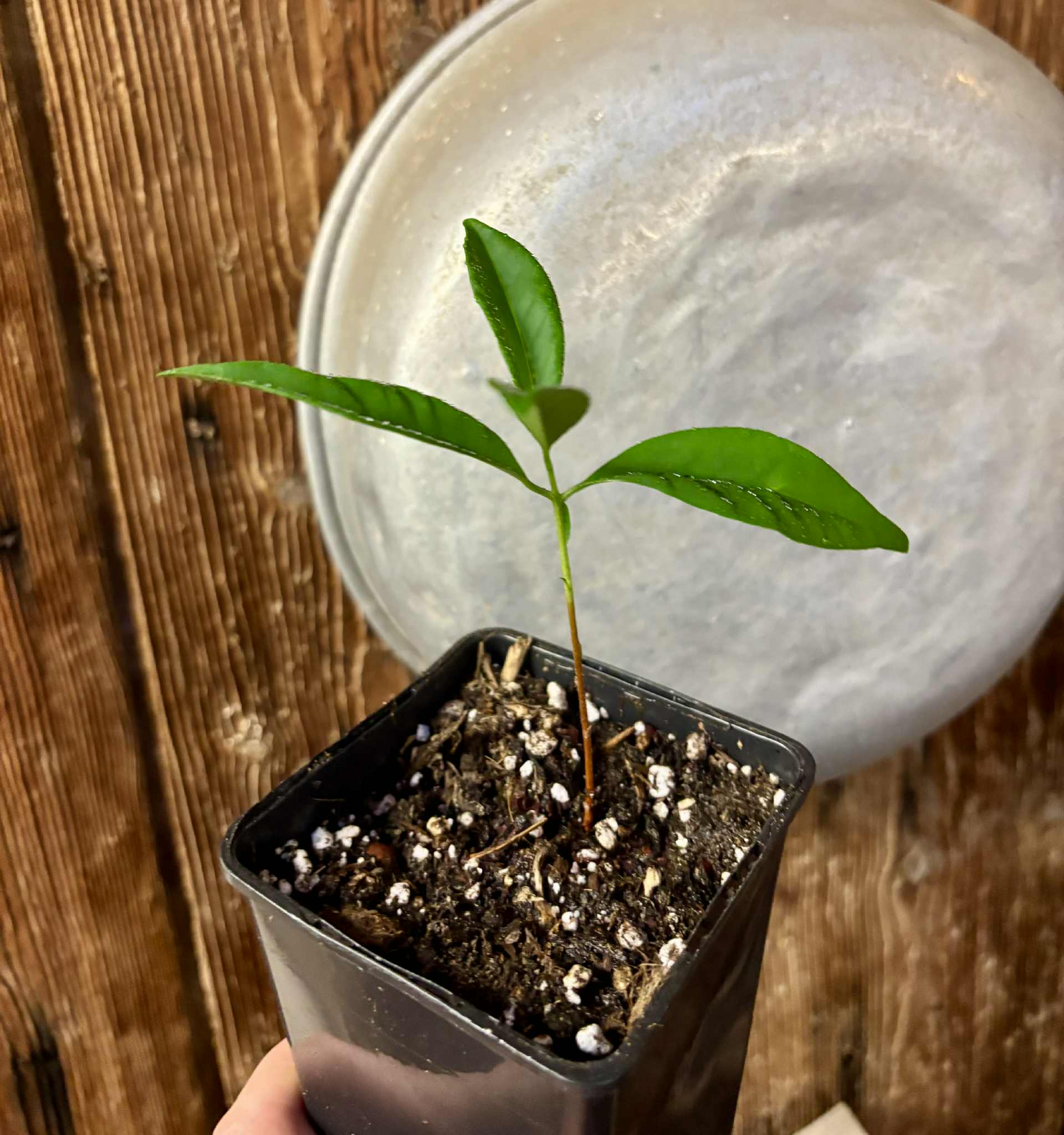 Grumixama-açu (Eugenia villae-novae) - 1 potted seedling / 1 getopfter Sämling