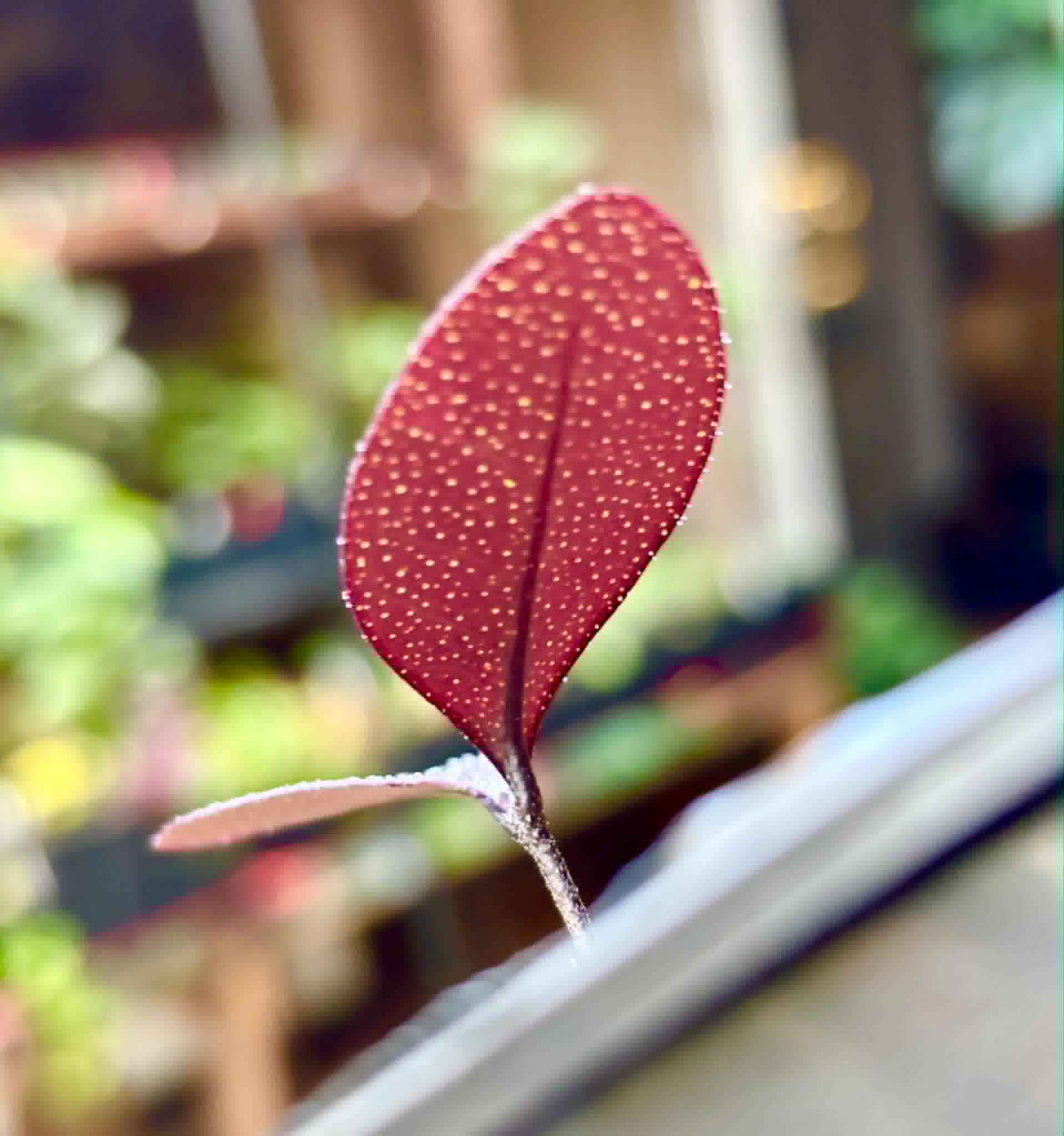 last plant - Eugenia sp Pindoca - 1 potted seedling / 1 getopfter Sämling