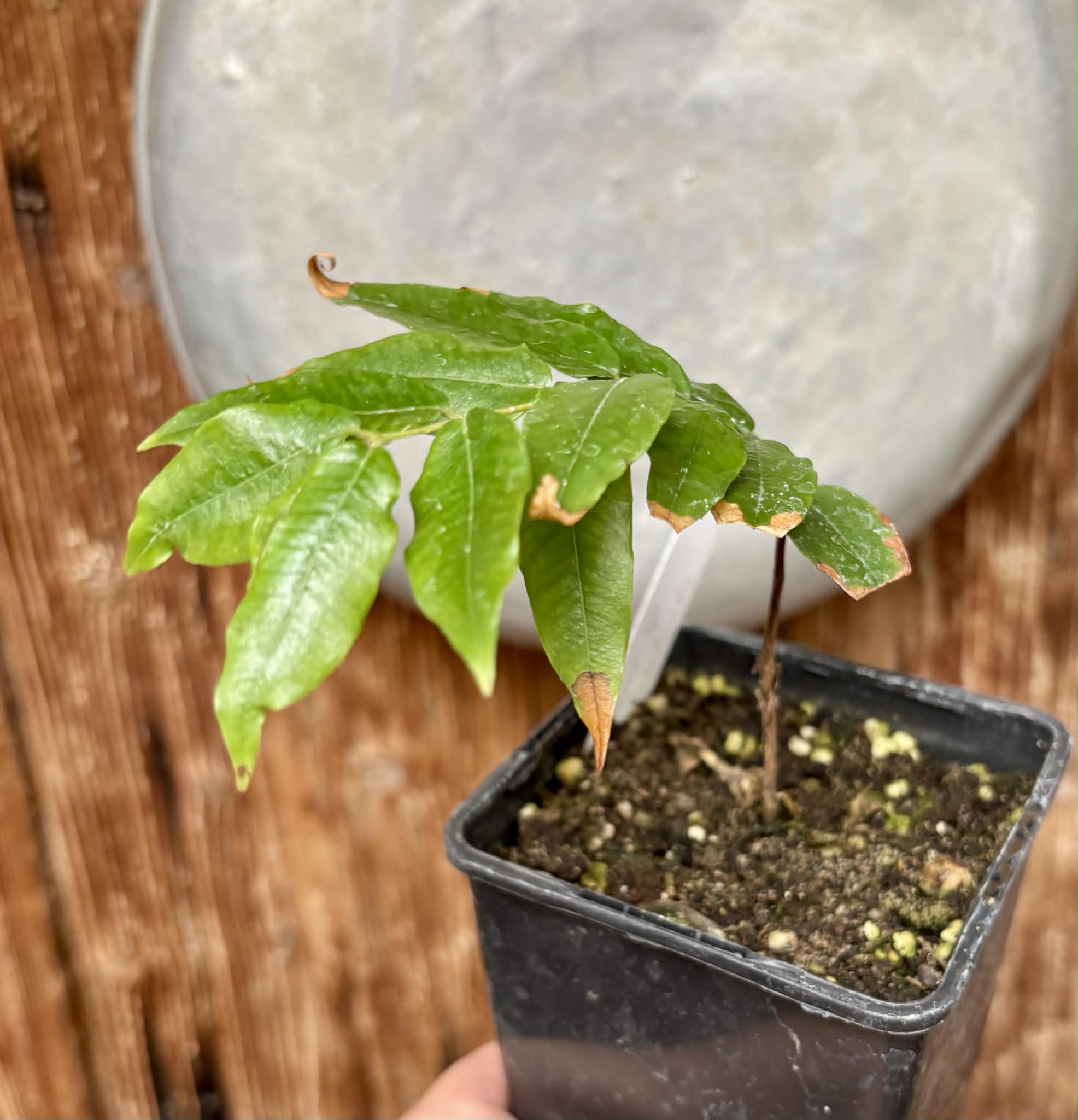 Myrciaria sp Jaboticaba - 1 potted seedling / 1 getopfter Sämling