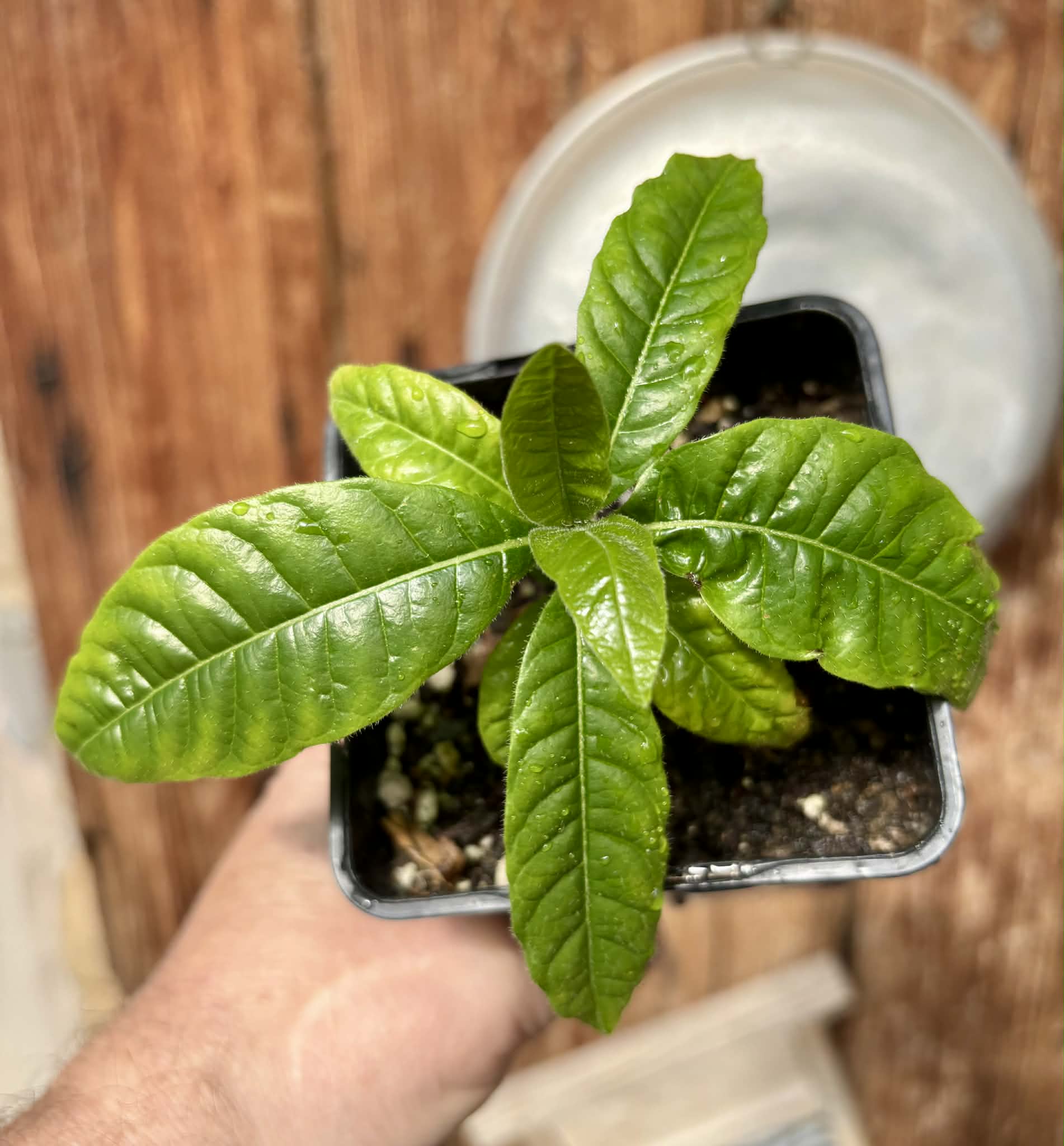Cordiera sp Jenipapo - 1 potted plant / 1 getopfte Pflanze