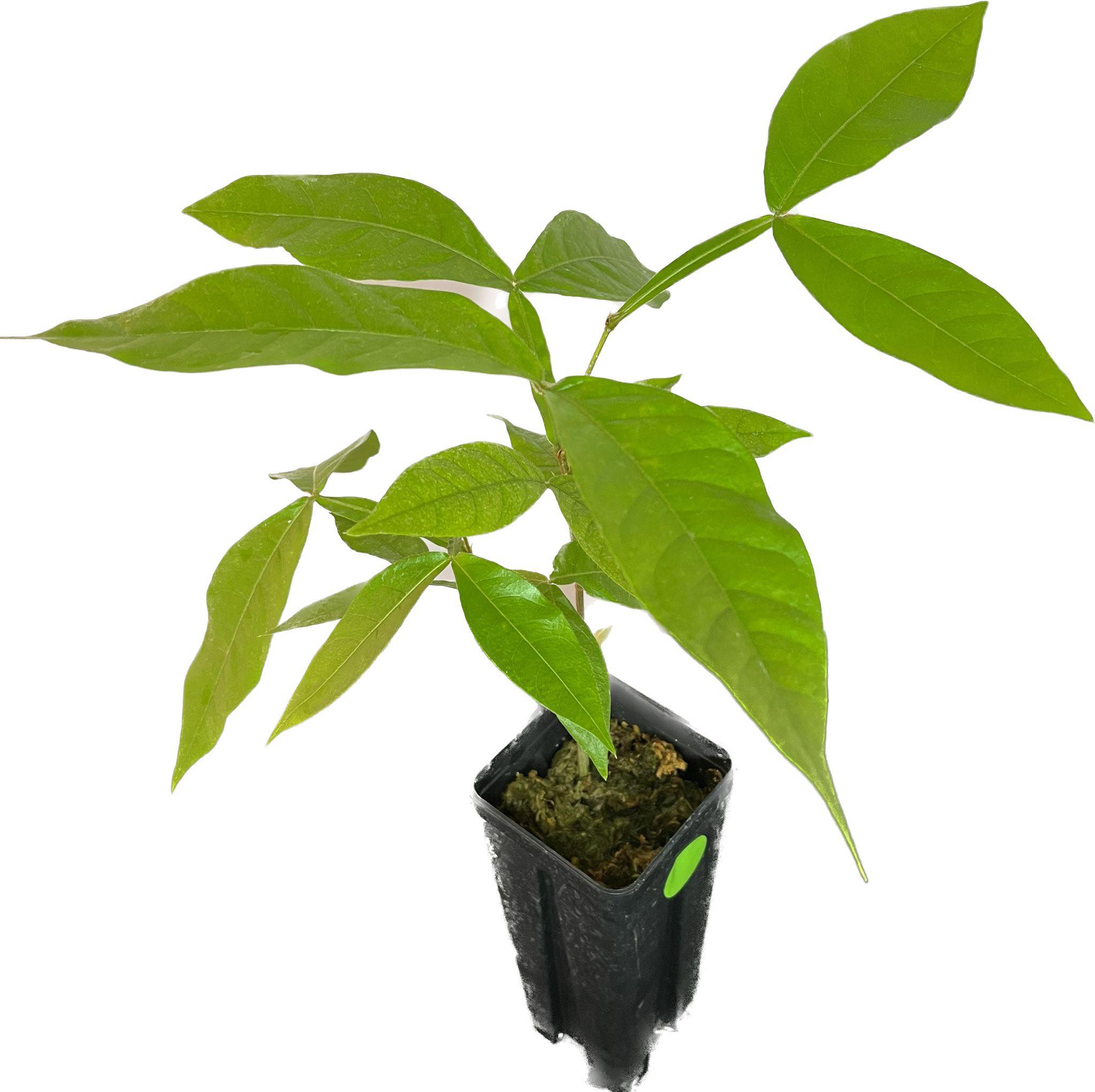 Ice Cream Bean (Inga edulis) 1 plant / 1 Pflanze
