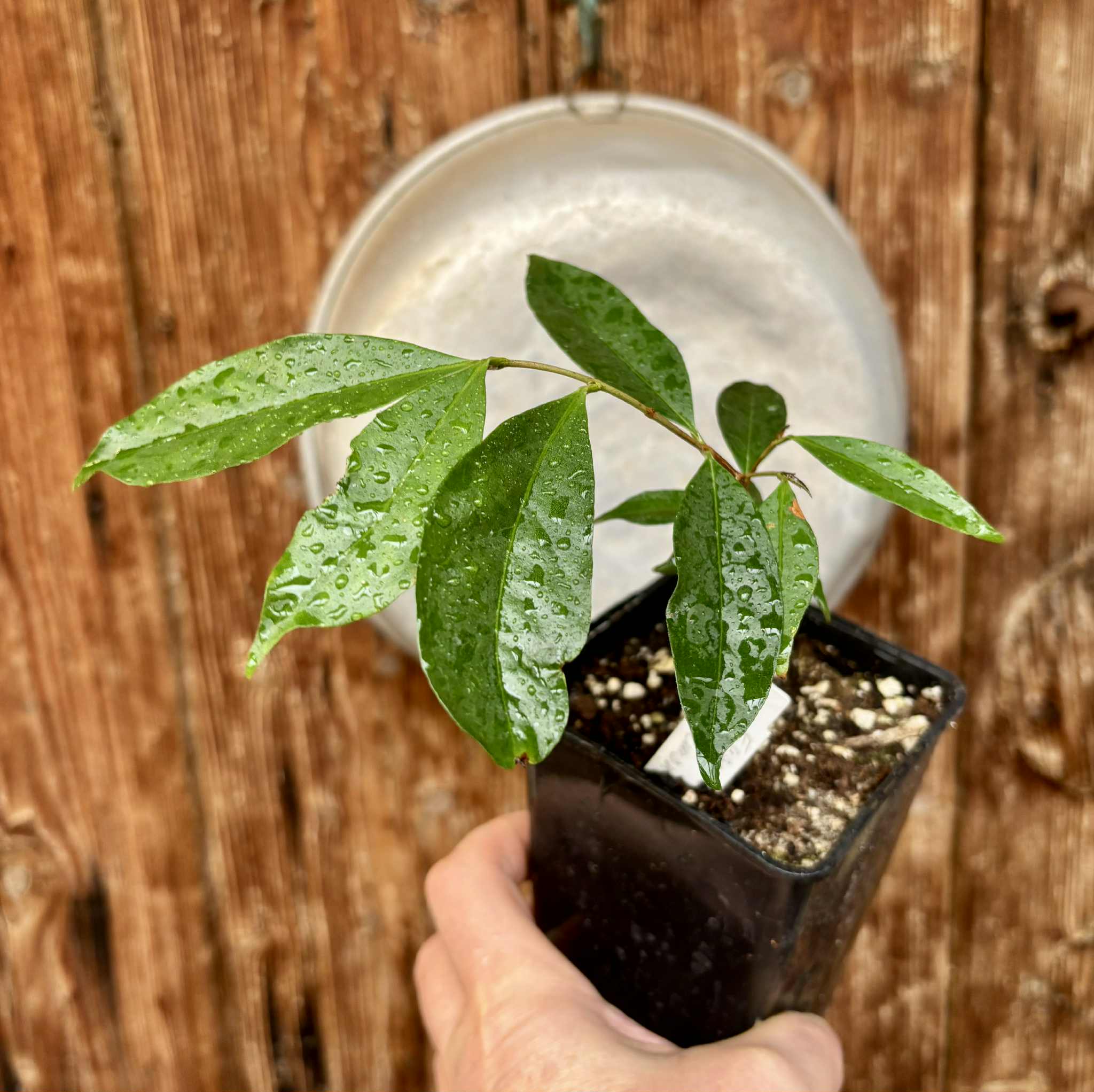 Eugenia sp Belmonte -  1 potted seedling / 1 getopfter Sämling