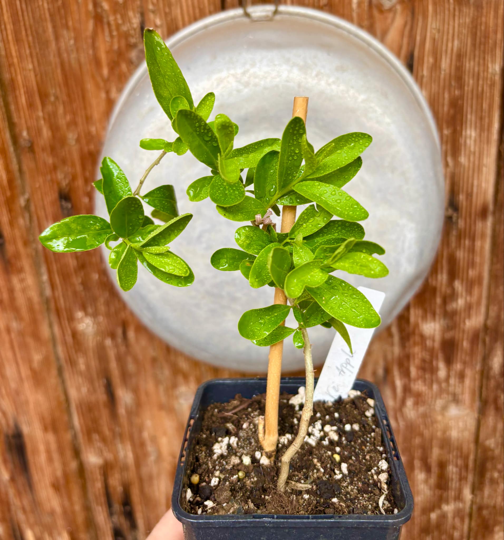 Kei Apple (Dovyalis caffra) Nr. 4 - 1 potted plant / 1 getopfte Pflanze Kei Apple (Dovyalis caffra) Nr. 4 - 1 potted plant / 1 getopfte Pflanze