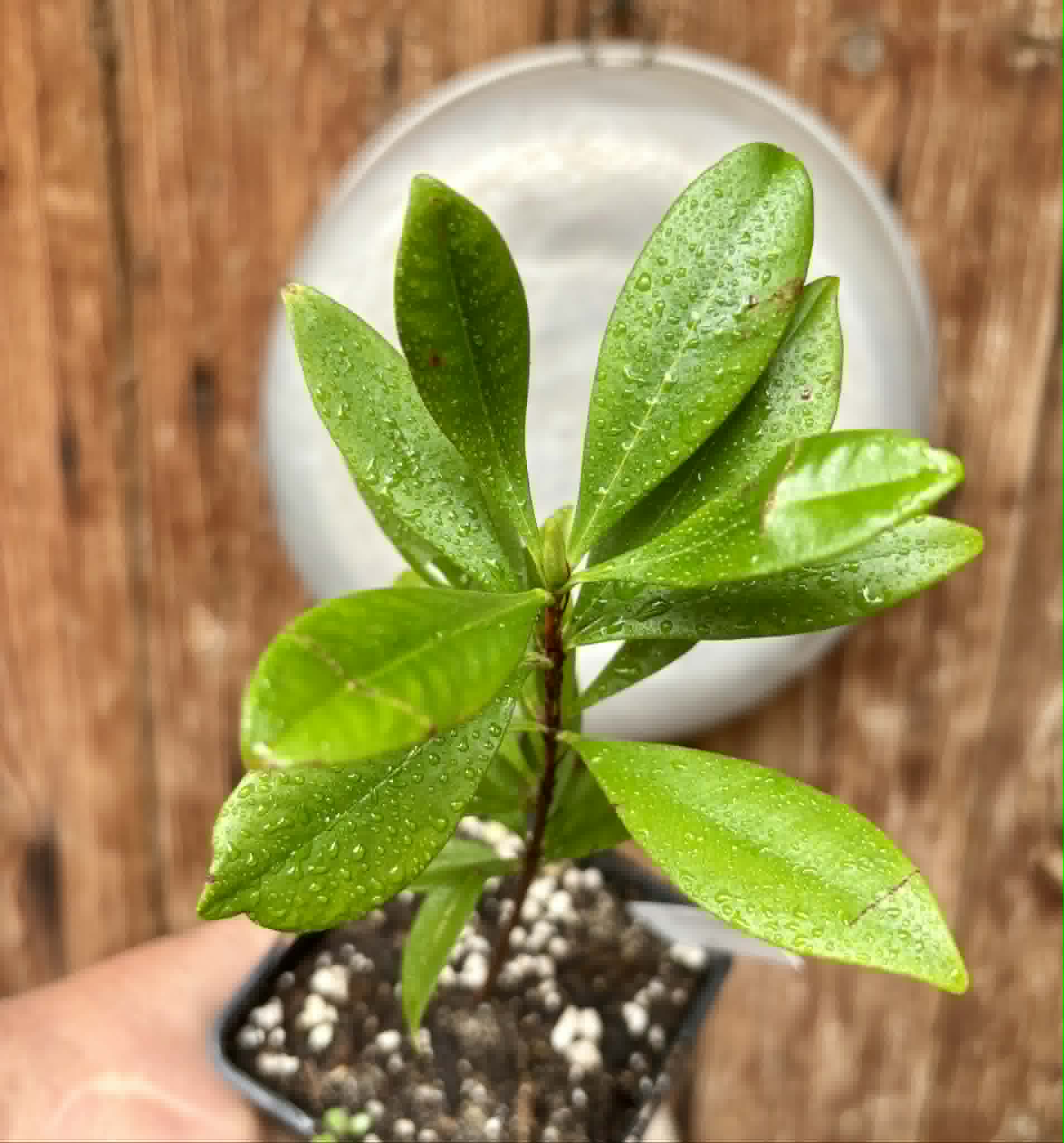 over 1 year old - Yellow Grumixama (Eugenia brasiliensis var. leucocarpa) - 1 potted plant / 1 getopfte Pflanze