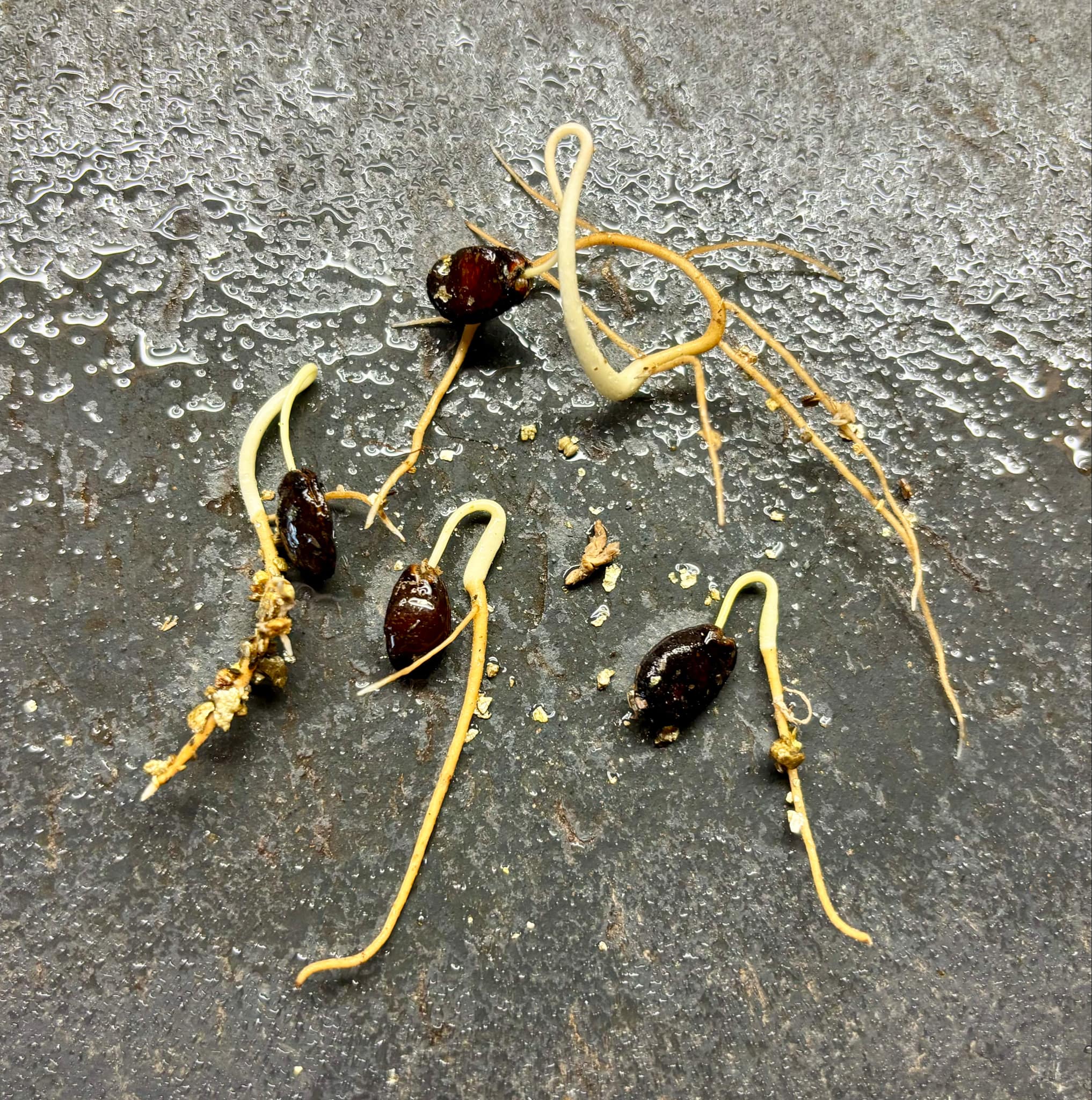 Uvaria hirsuta -  1 germinated seed / 1 gekeimter Samen