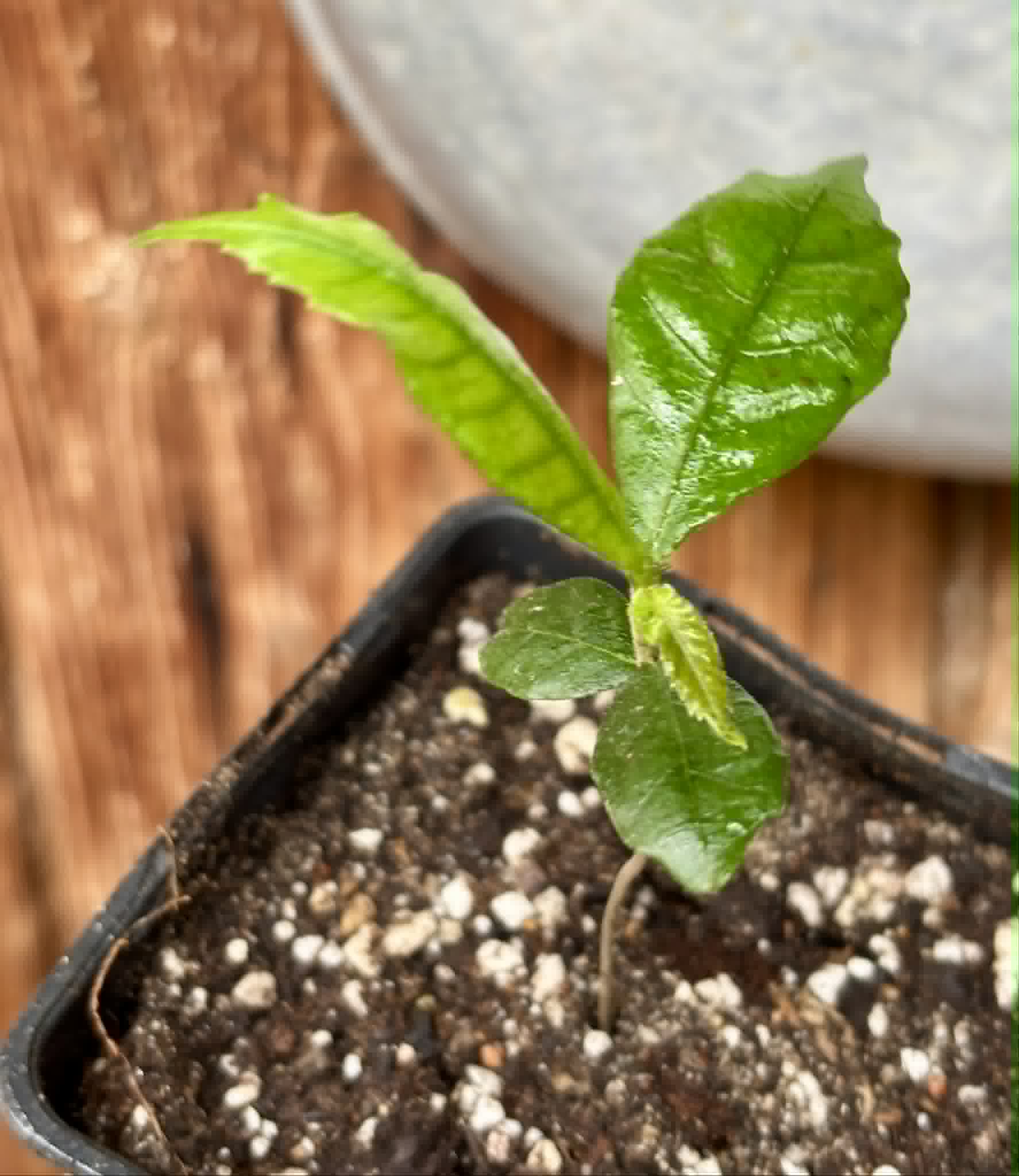 Tepetomate (Pseudolmedia glabrata) - 1 potted seedling / 1 getopfter Sämling