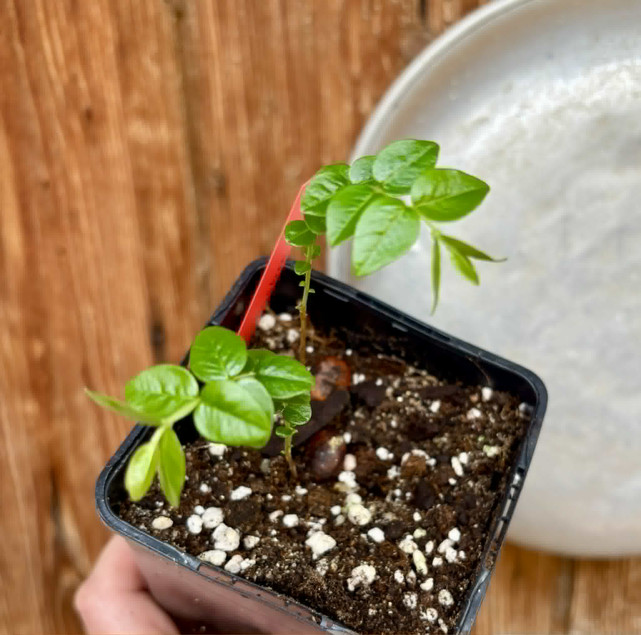 2 in 1 pot - Myrciaria sp Pastora - 2 seedlings in one pot / 2 Sämlinge in einem Topf