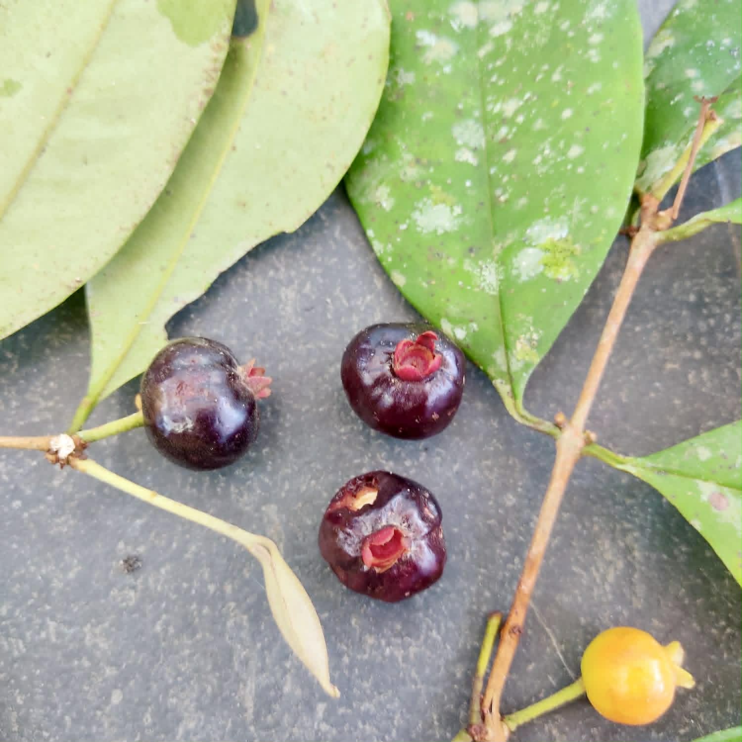 Pre Order - Eugenia pisiformis var. Uruçuca - 1 fresh seed / 1 frischer Samen