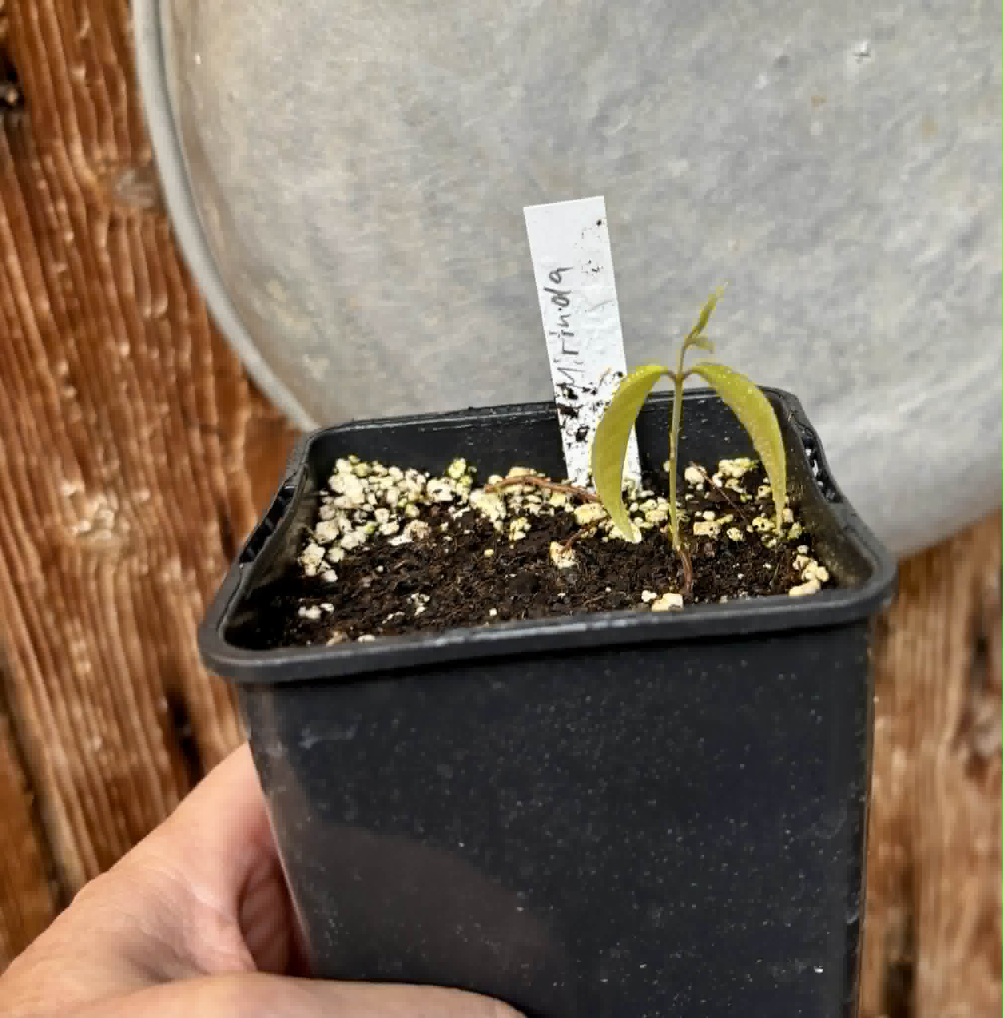 last plant - Mirinda (Eugenia sp Laranja do Rio de Janeiro) - 1 potted seedling / 1 getopfter Sämling