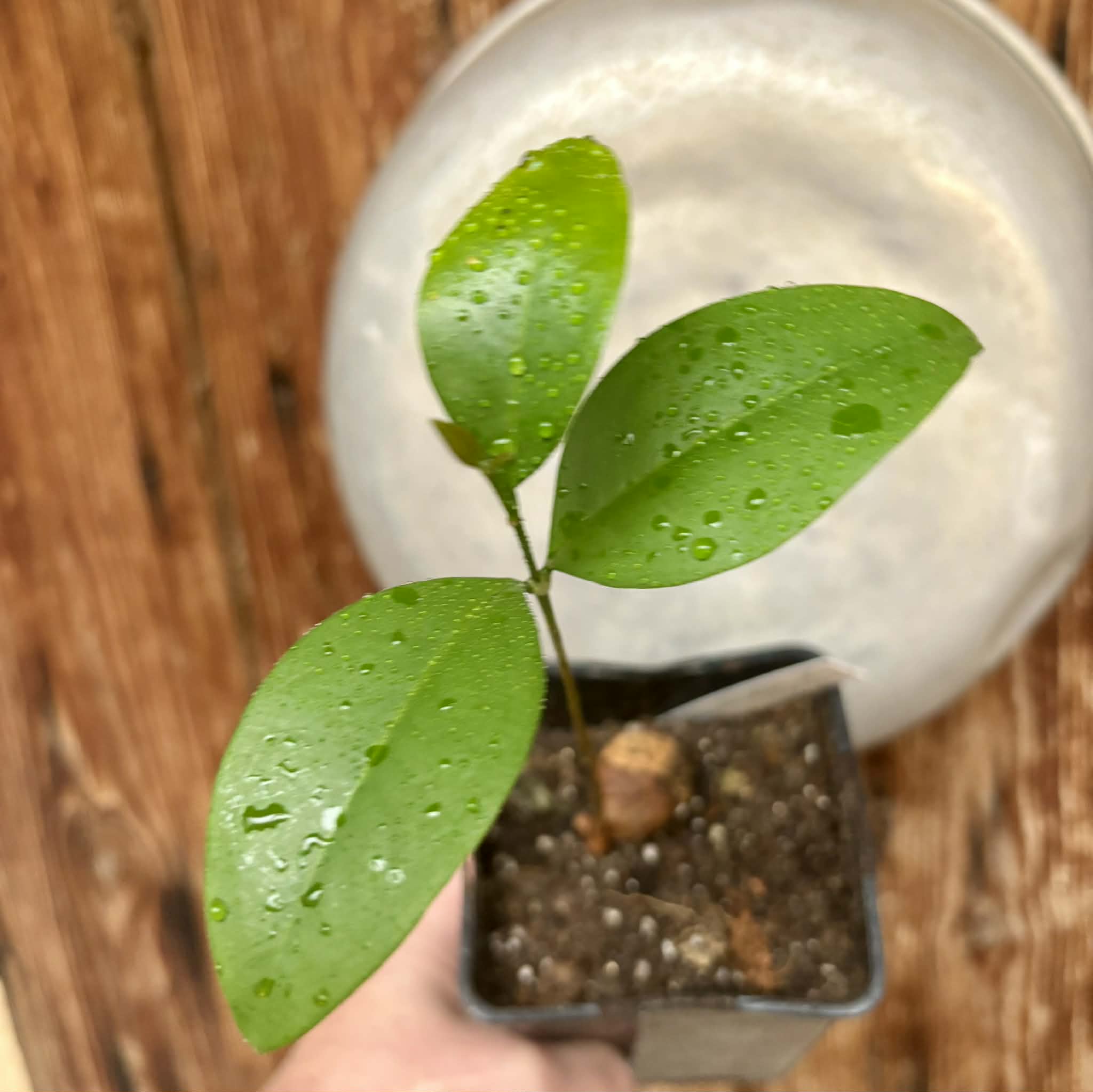Eugenia sp Itayuba - 1 potted plant / 1 getopfte Pflanze