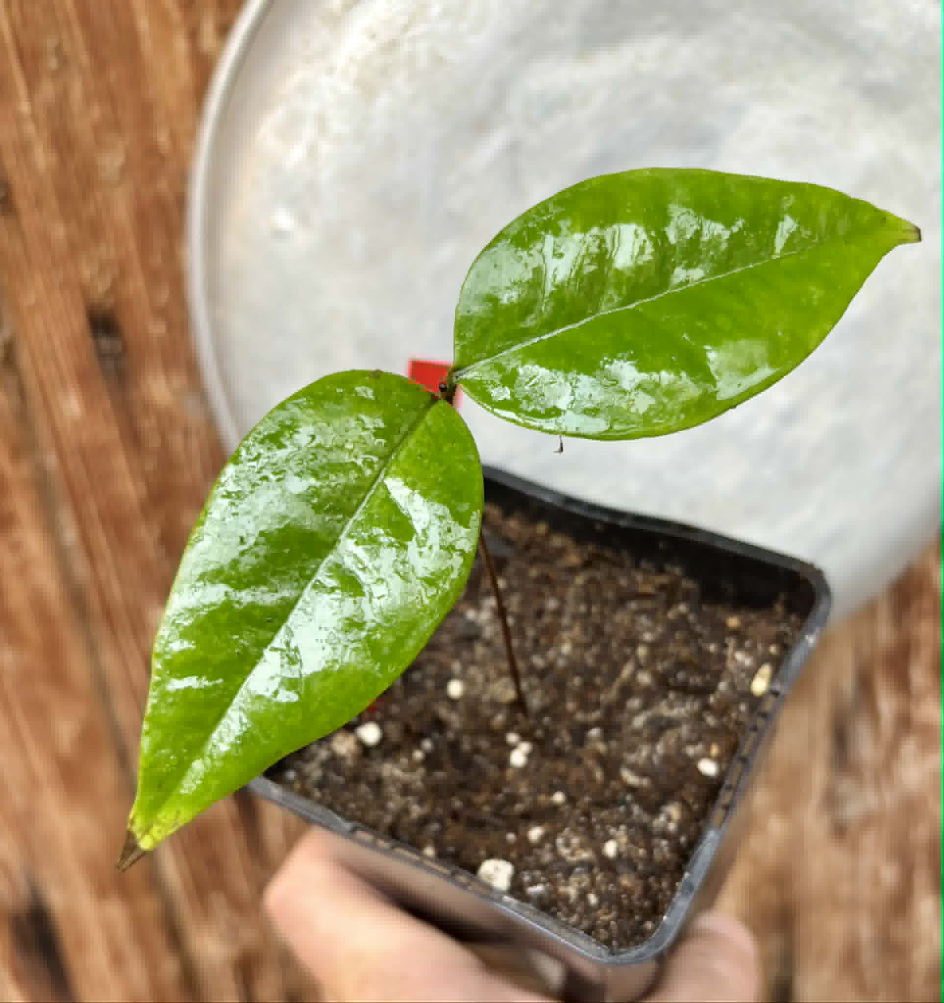 last plant - Eugenia sp Ametista - 1 potted seedling / 1 getopfter Sämling
