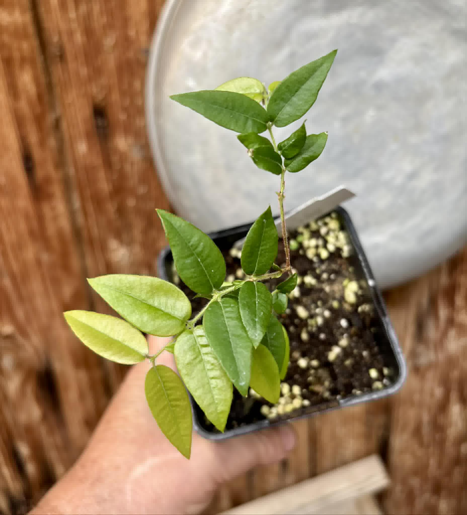 Myrciaria sp Cabeludinha preta (Blue Glomerata) - 1 pottet seedling / 1 getopfter Sämling