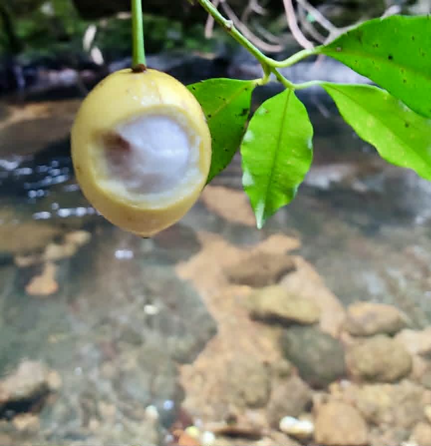 Pre Order - Garcinia sp Pendula - 1 fresh seed / 1 frischer Samen