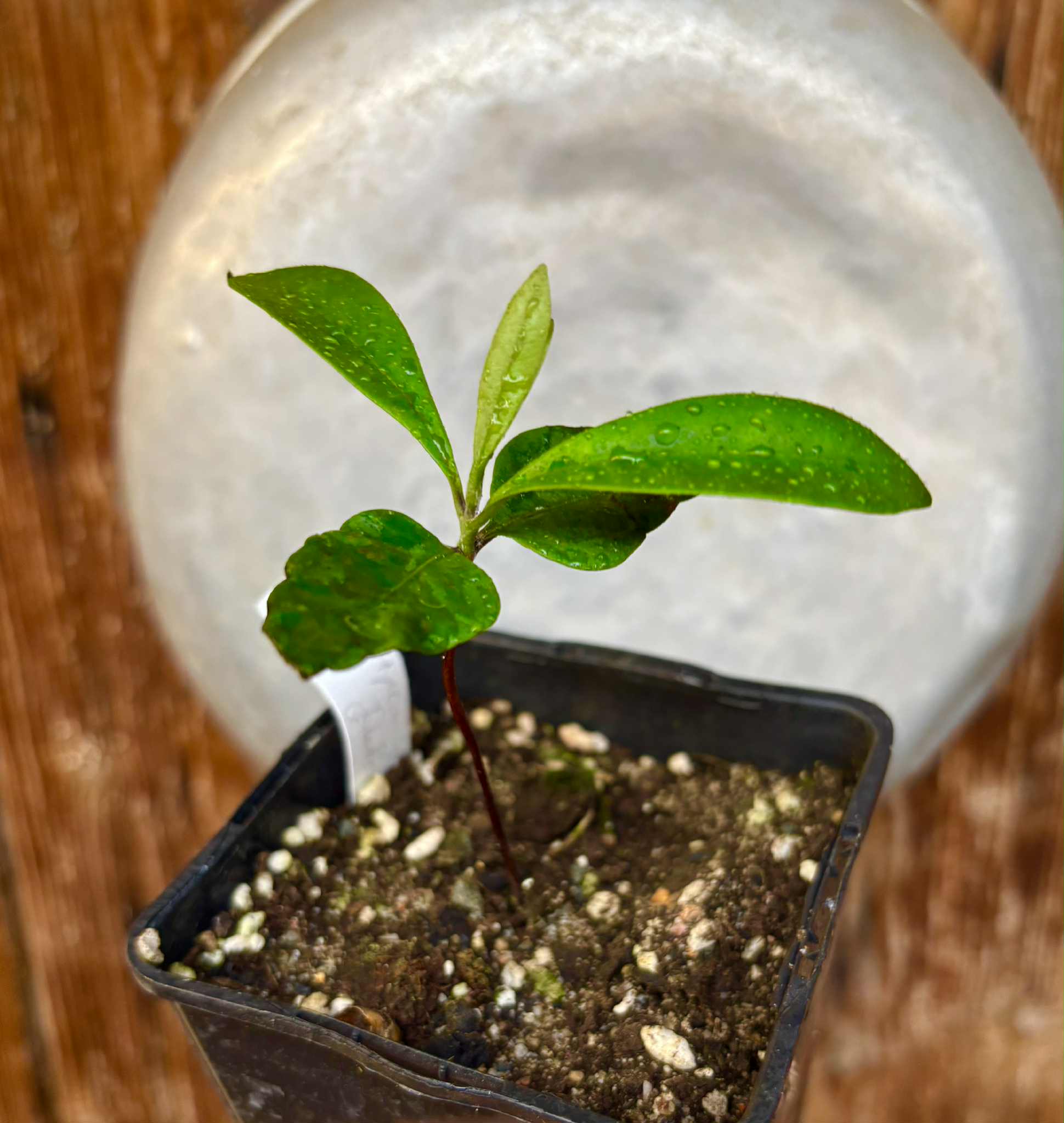 Myrcia sp Jaboticaba Bahia -  1 small potted seedling / 1 kleiner, getopfter Sämling