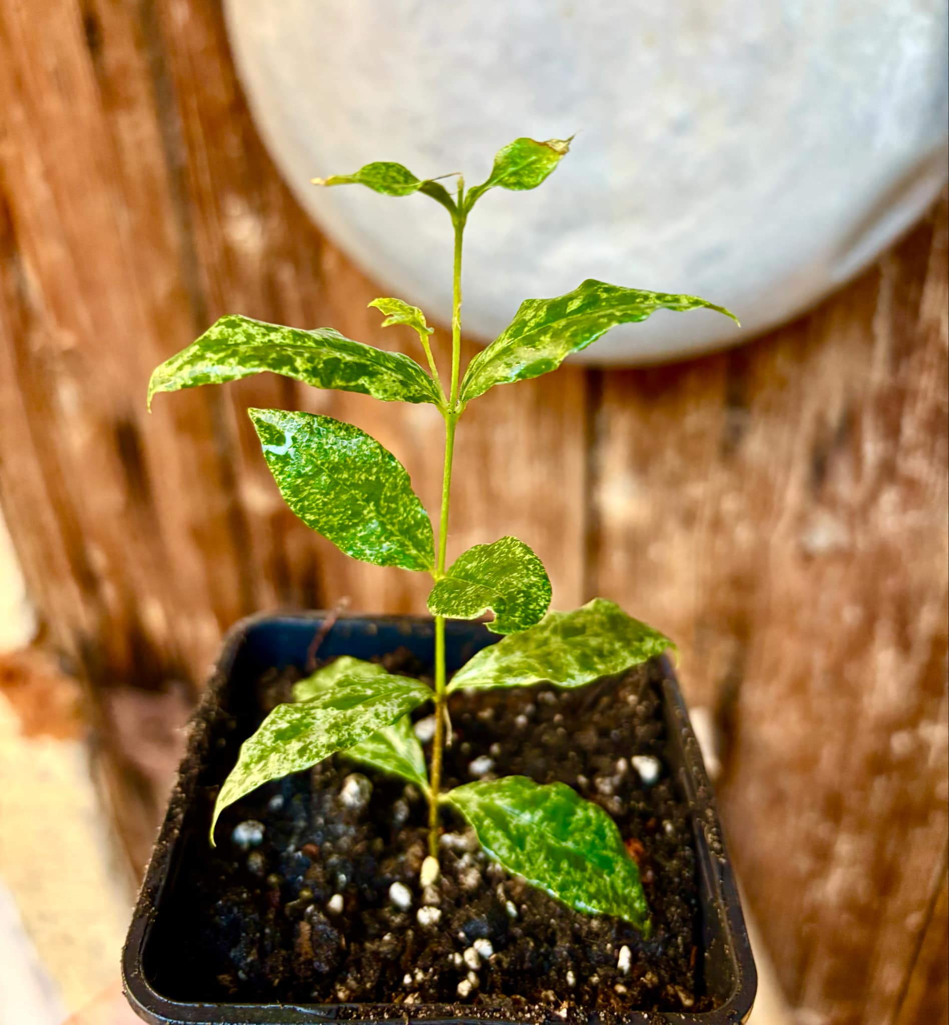 variegated Acerola (Malpighia glabra) rooted cutting - 1 potted rooted cutting / 1 getopfter, bewurzelter Steckling