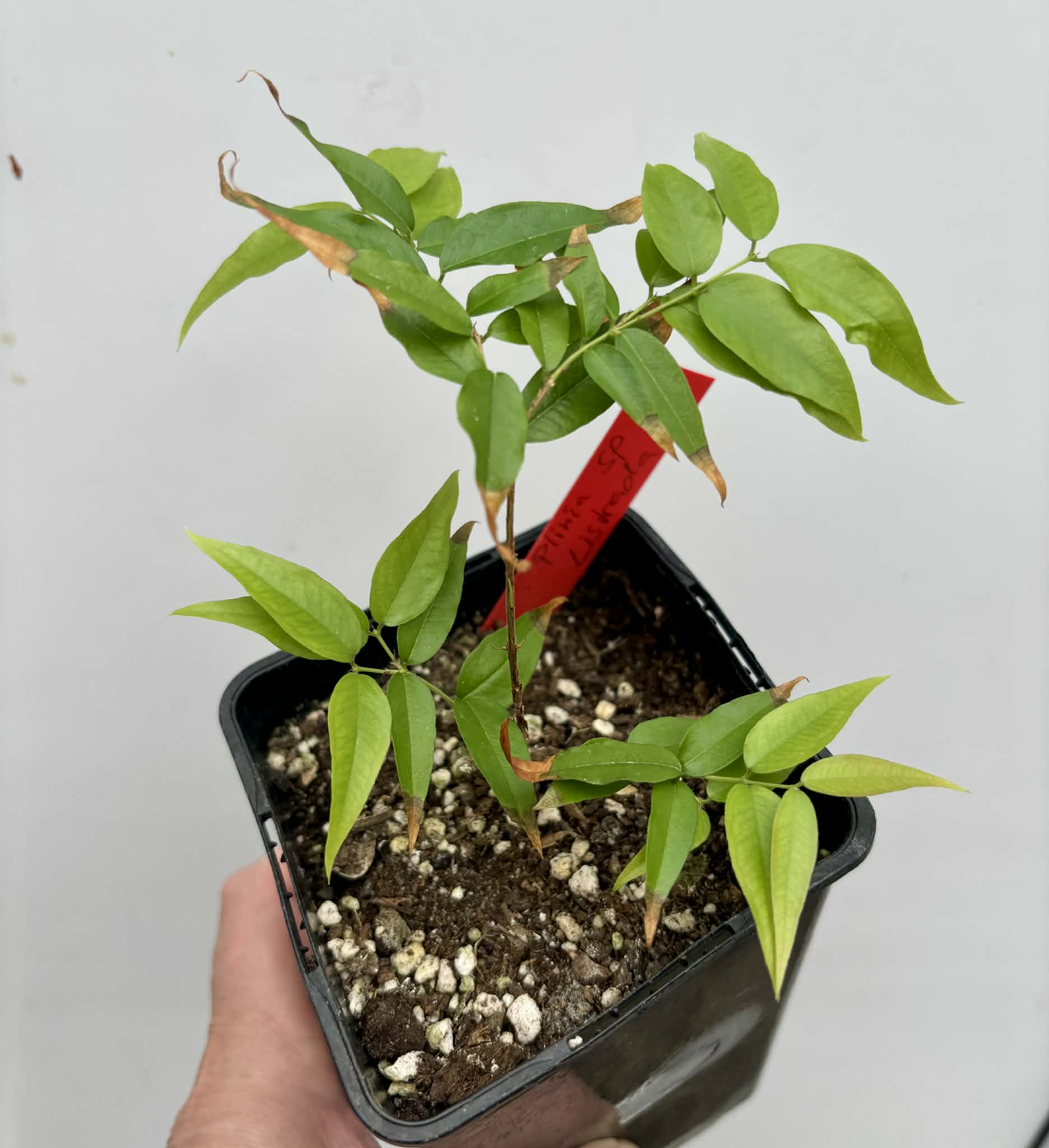 Plinia sp. Listrada - 1 potted seedling / 1 getopfter Sämling