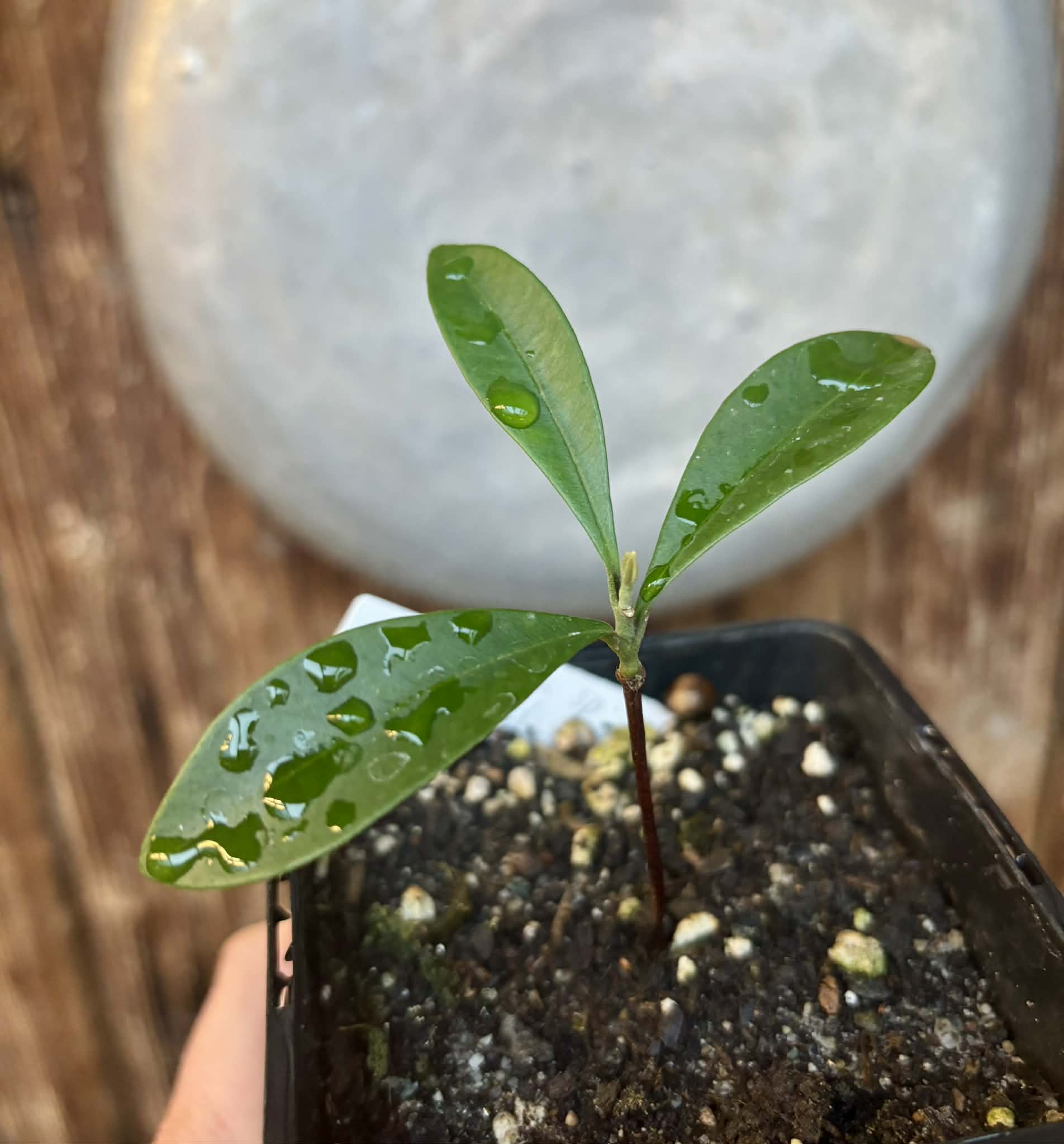 Myrcia sp Jaboticaba Bahia -  1 potted seedling / 1 getopfter Sämling
