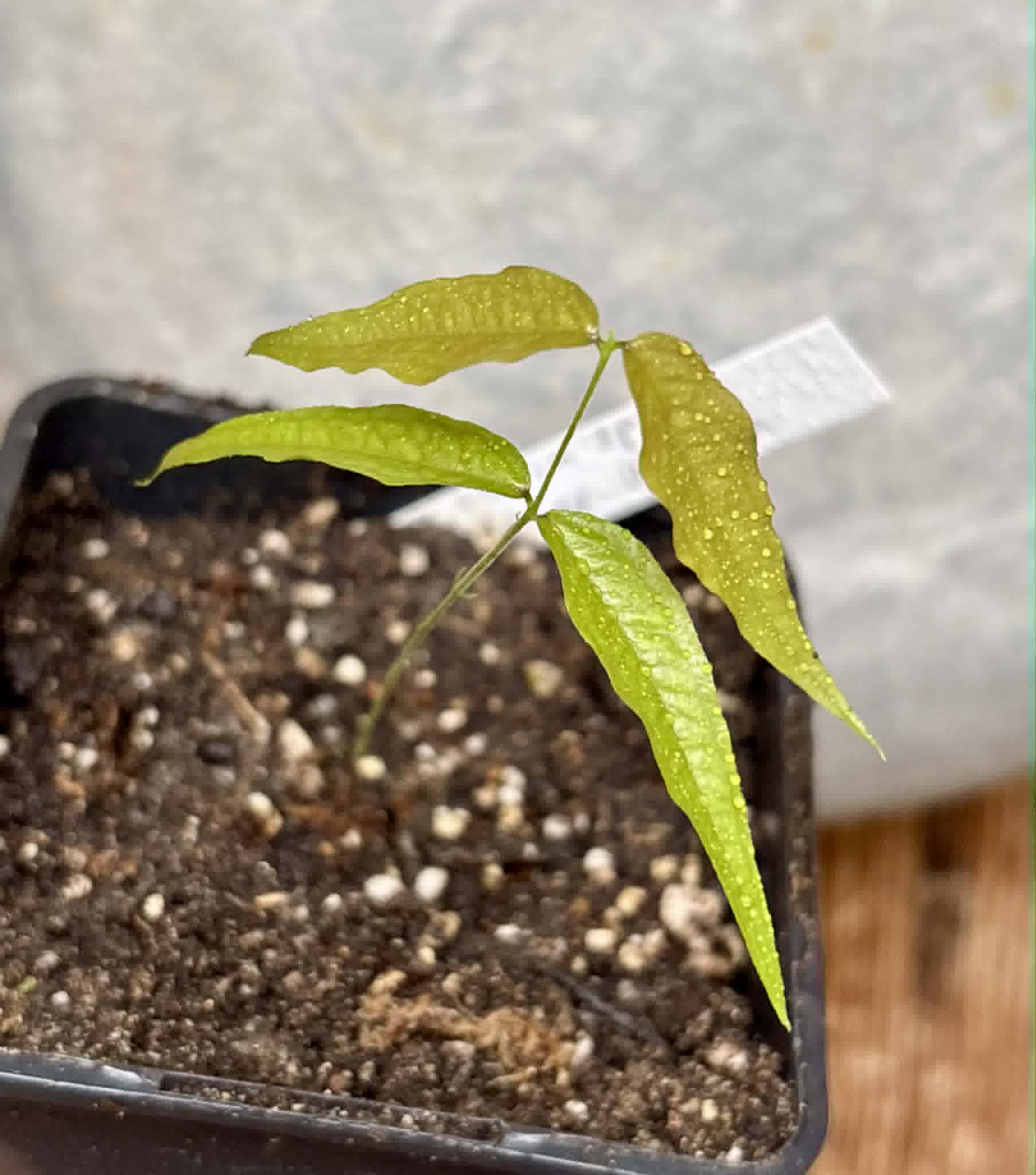 Plinia sp. Listrada var. Urucuca -  1 potted seedling / 1 getopfter Sämling