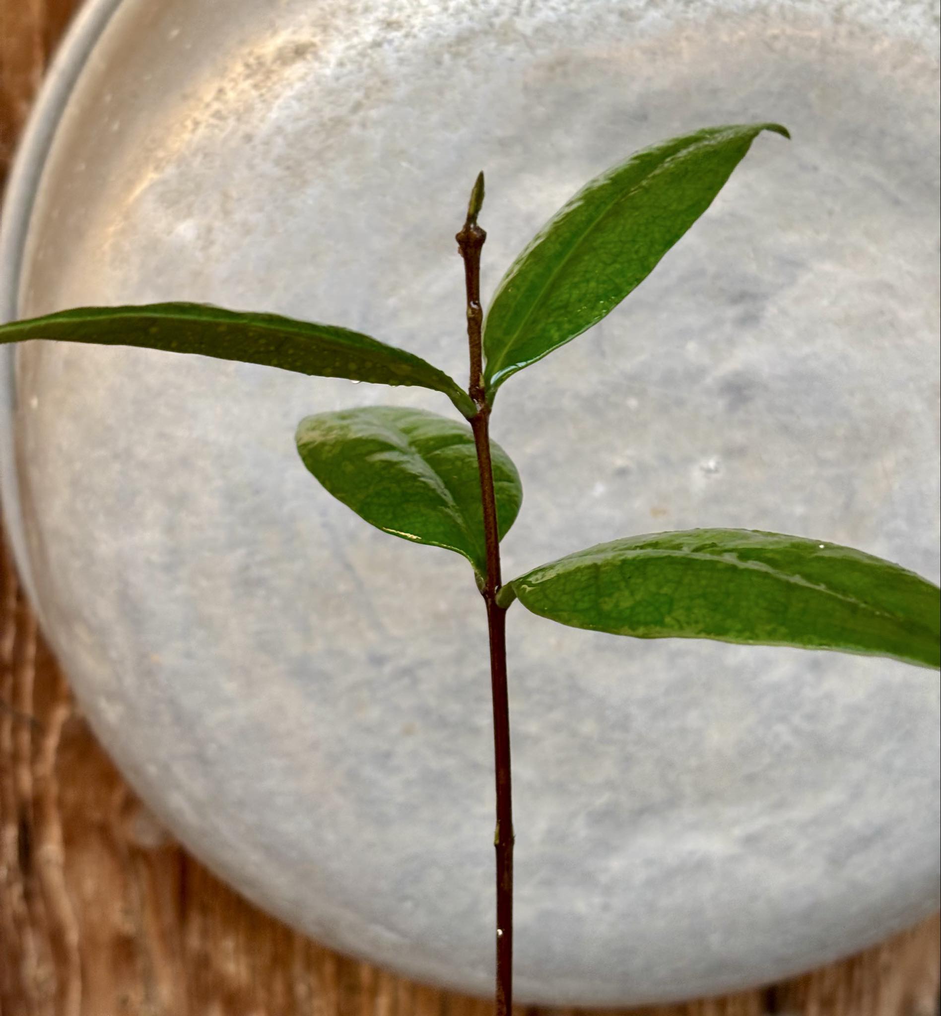 Eugenia sp Maca BIG -  1 potted seedling / 1 getopfter Sämling