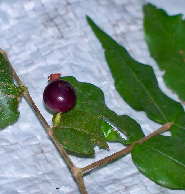 Mouriri myrtilloides - 1 germinated seed / 1 gekeimter Samen