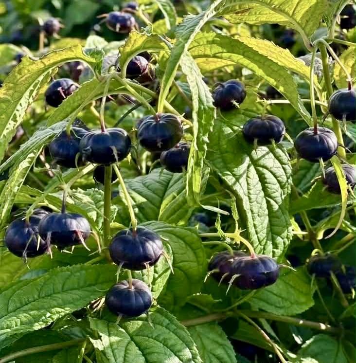 Spiderberry (Cyclocodon lancifolius) - 10 fresh seeds / 10 frische Samen