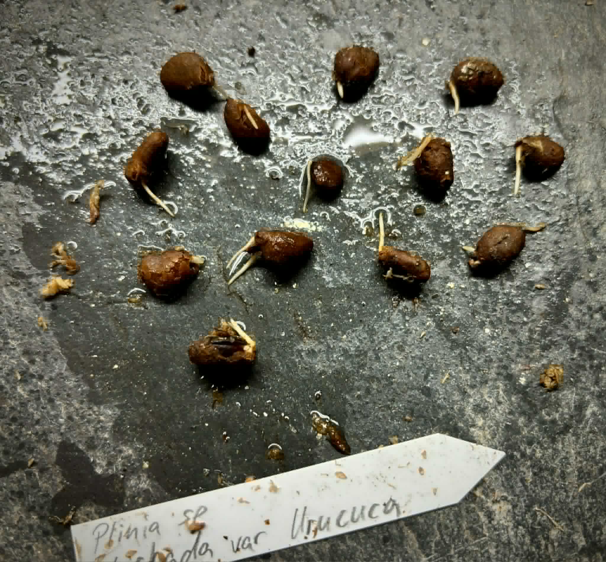 Plinia sp. Listrada var. Urucuca -  1 germinated seed / 1 gekeimter Samen