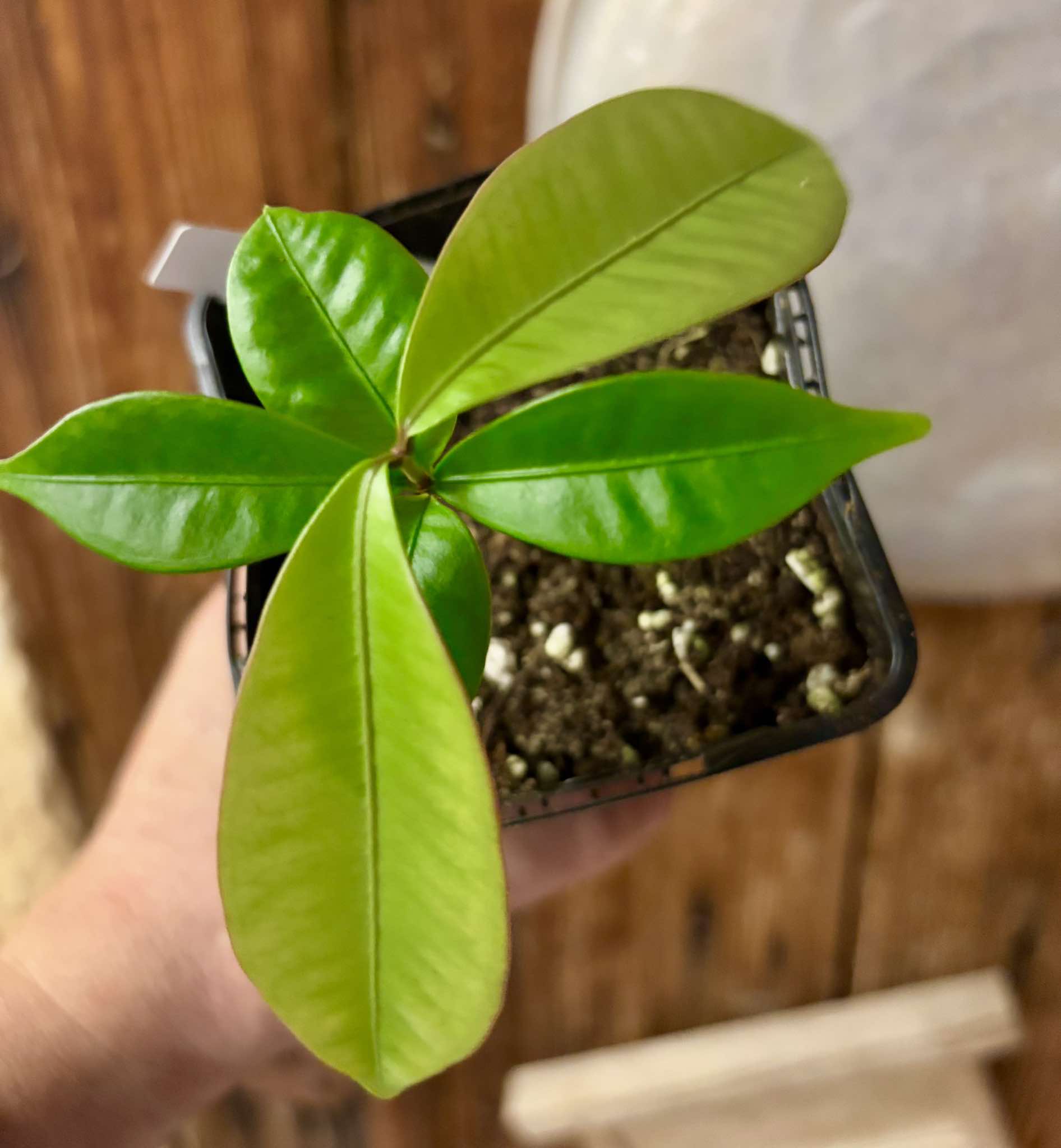 Eugenia astringens - 1 potted plant / 1 getopfte Pflanze