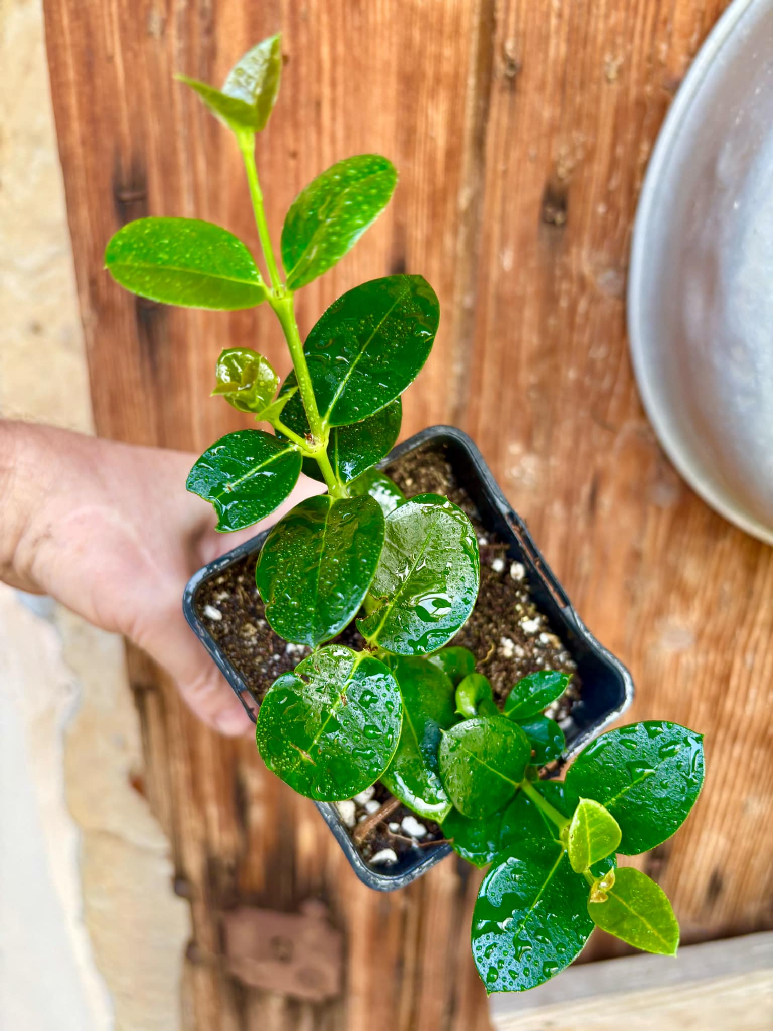 Carissa macrocarpa - Natal Plum - rooted cutting - 1 potted rooted cutting / 1 getopfter, bewurzelter Steckling