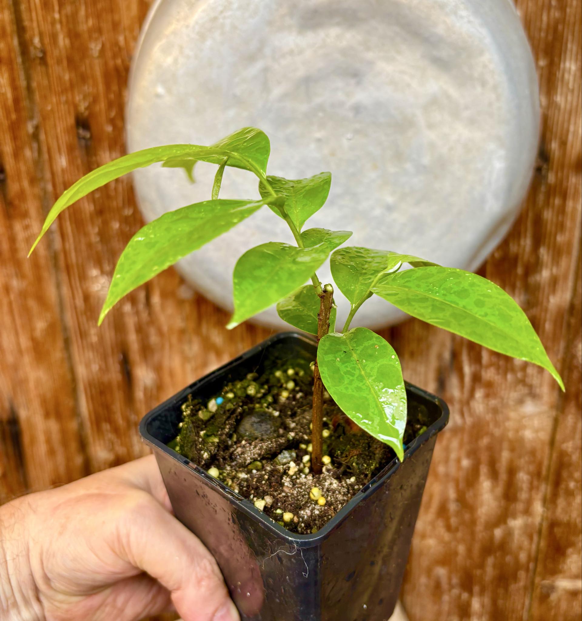 Annona muricata - Soursop / Stachelannone fiberless - 1 potted plant / 1 getopfte Pflanze