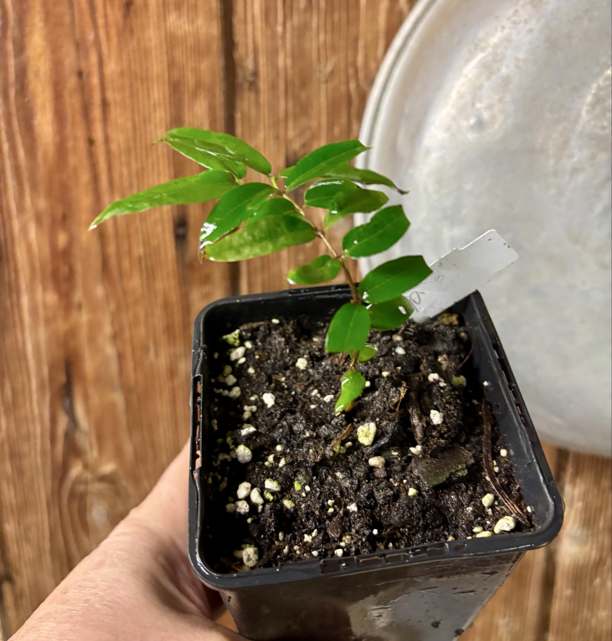 Plinia sp Obera - 1 potted seedling / 1 getopfter Sämling