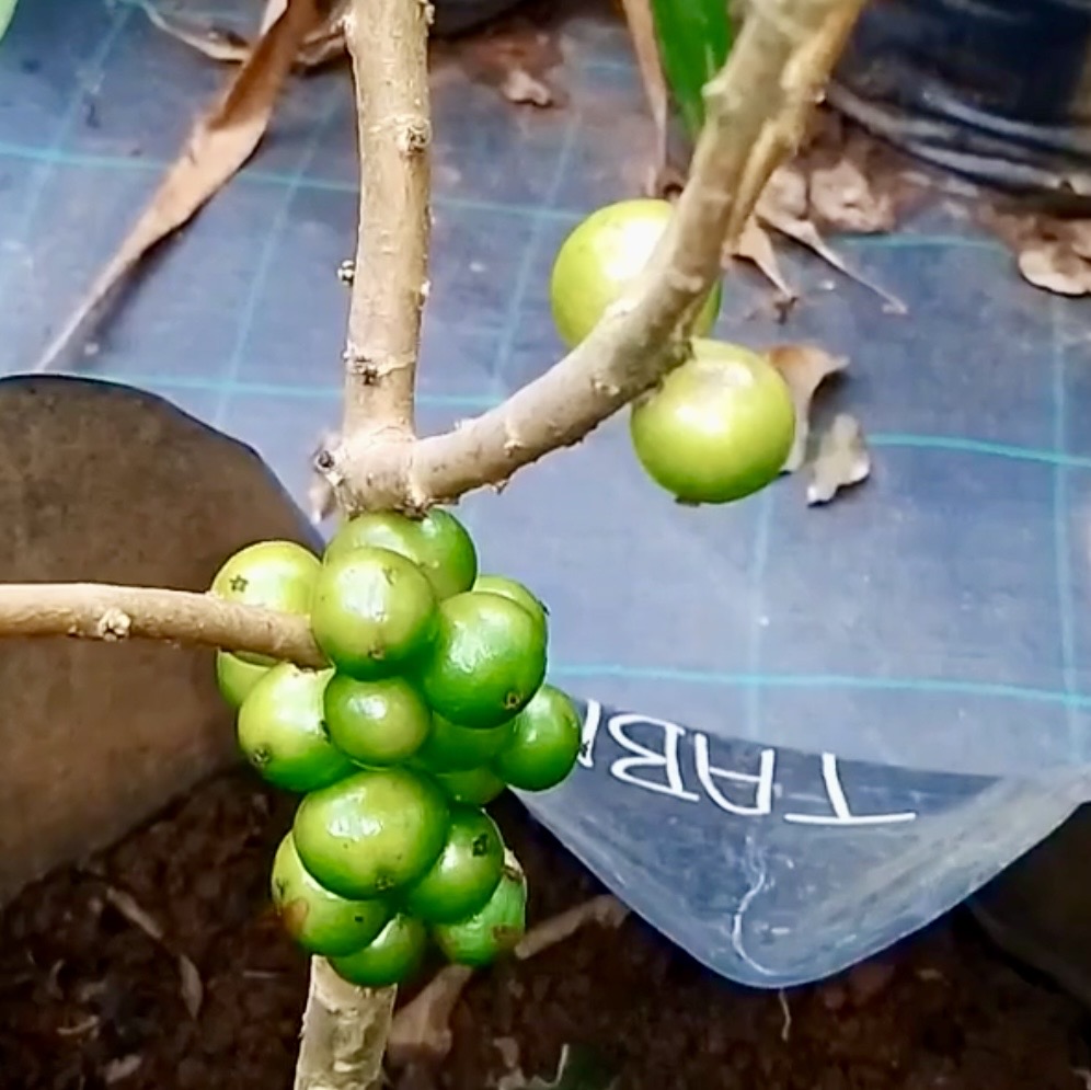 Jabuticaba Green Crystal (Plinia sp) -  1 fresh seed / 1 frischer Samen