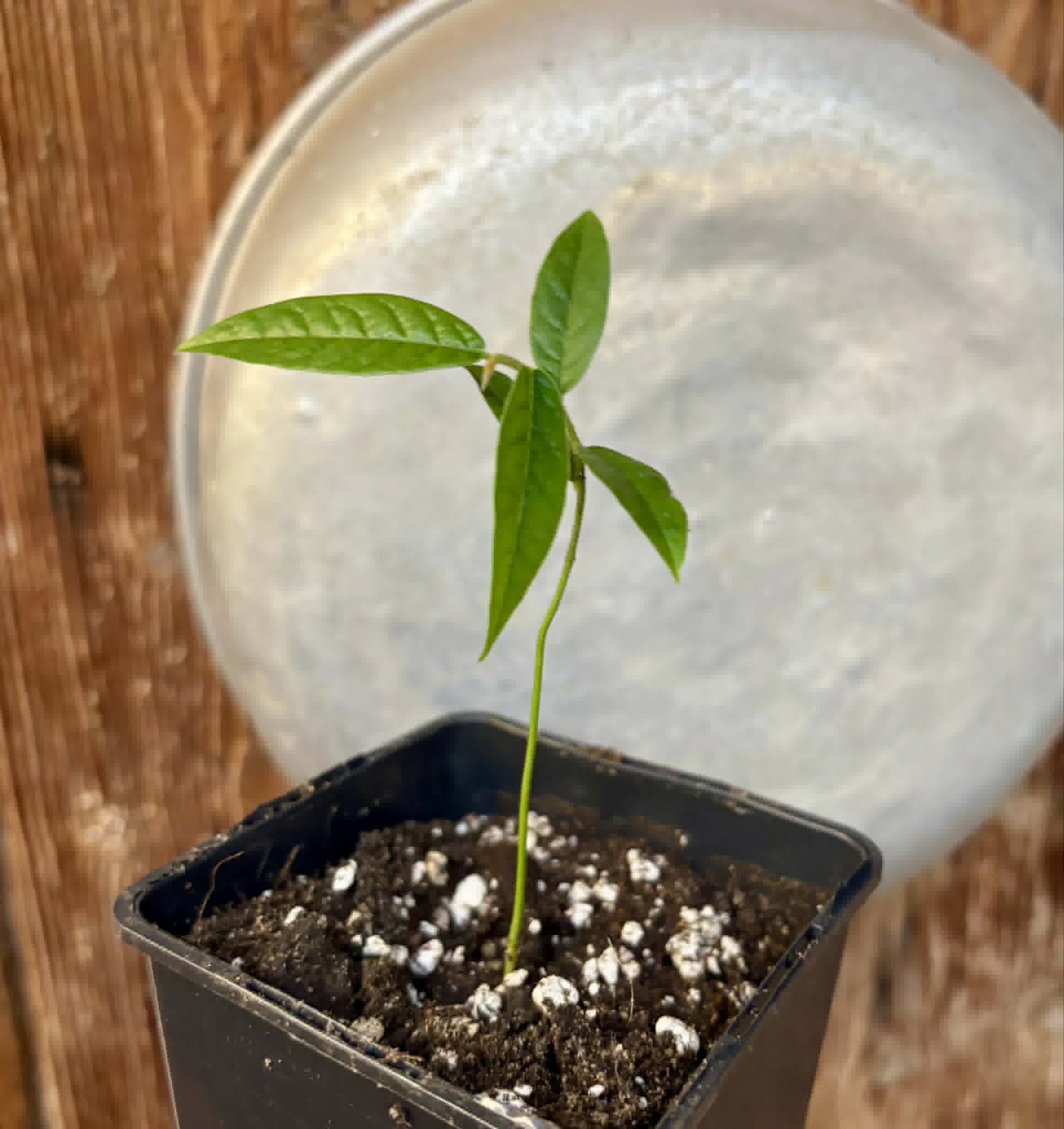Uvaria hirsuta -  1 potted seedling / 1 getopfter Sämling
