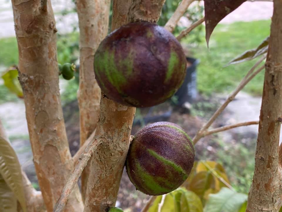 Plinia phitrantha var. UNESP  - 1 rooted, potted cutting / 1 bewurzelter, getopfter Steckling