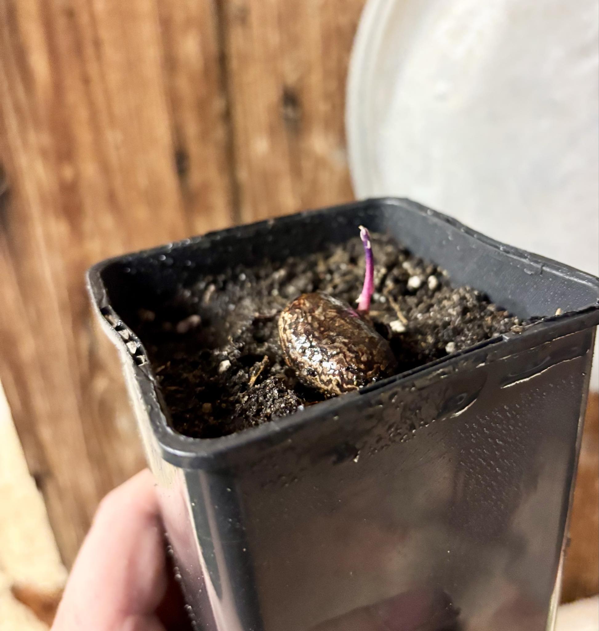 Eugenia sp Essencia negra - 1 potted seedling / 1 getopfter Sämling