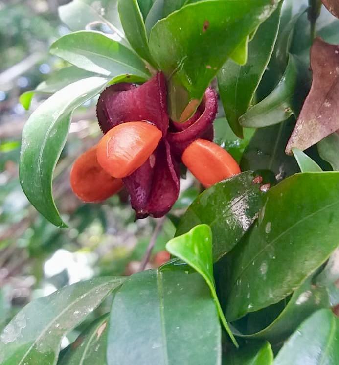 Tovomita fructipendula - 1 germinated seed / 1 gekeimter Samen